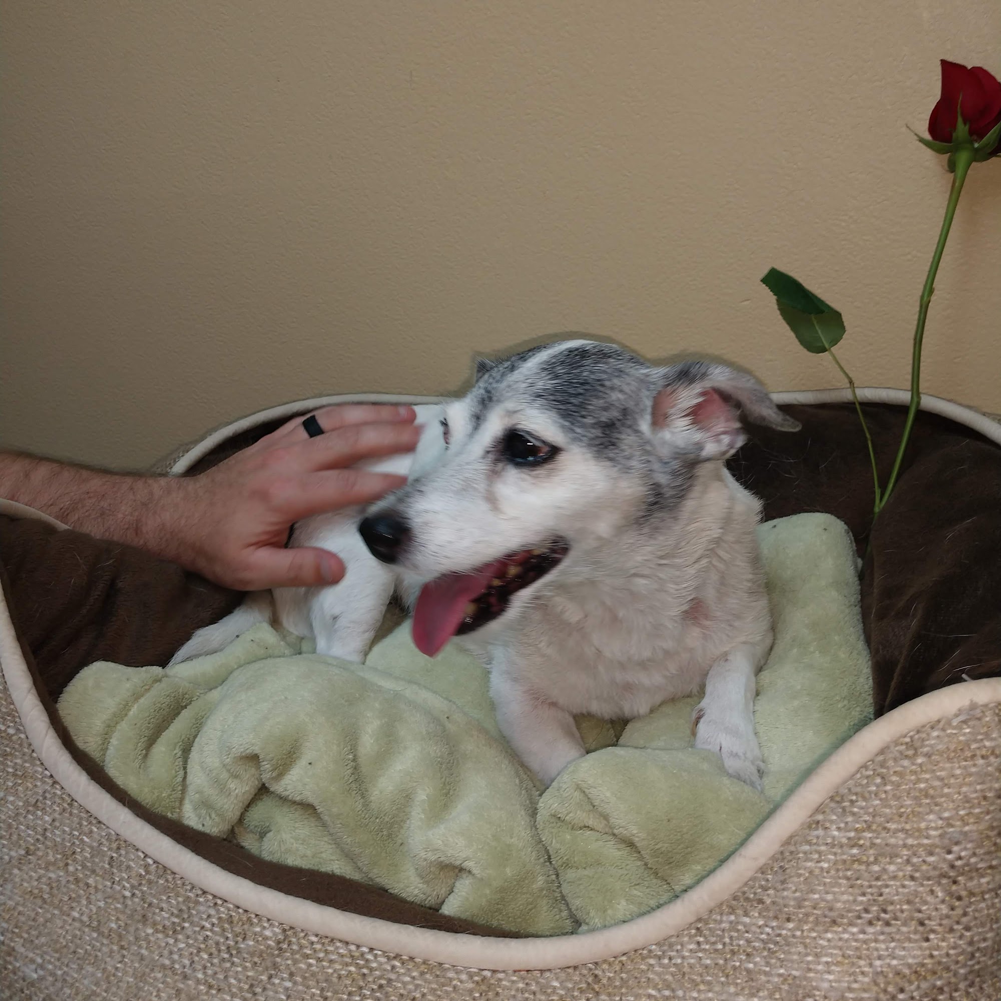 Eustis Veterinary Hospital Eustis