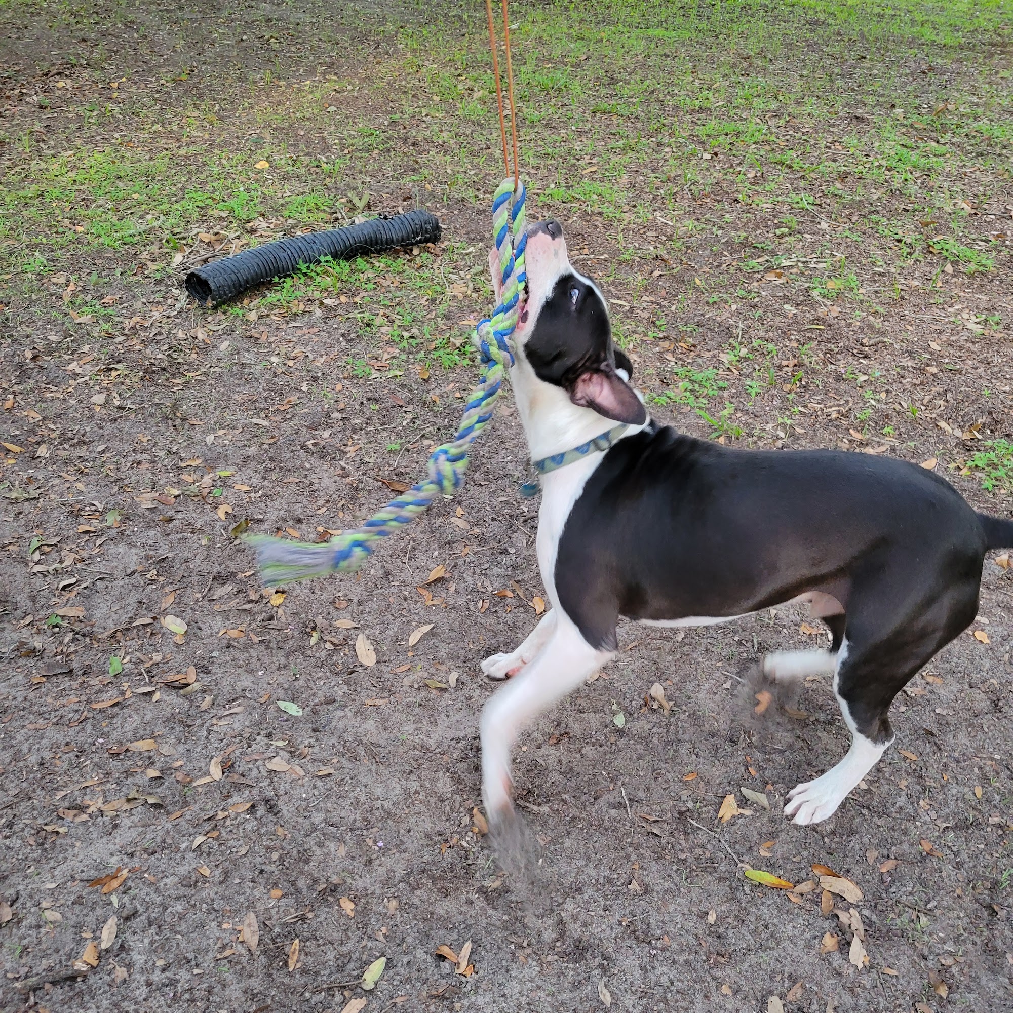 Dr. Christine Cassidy (DVM) Eustis