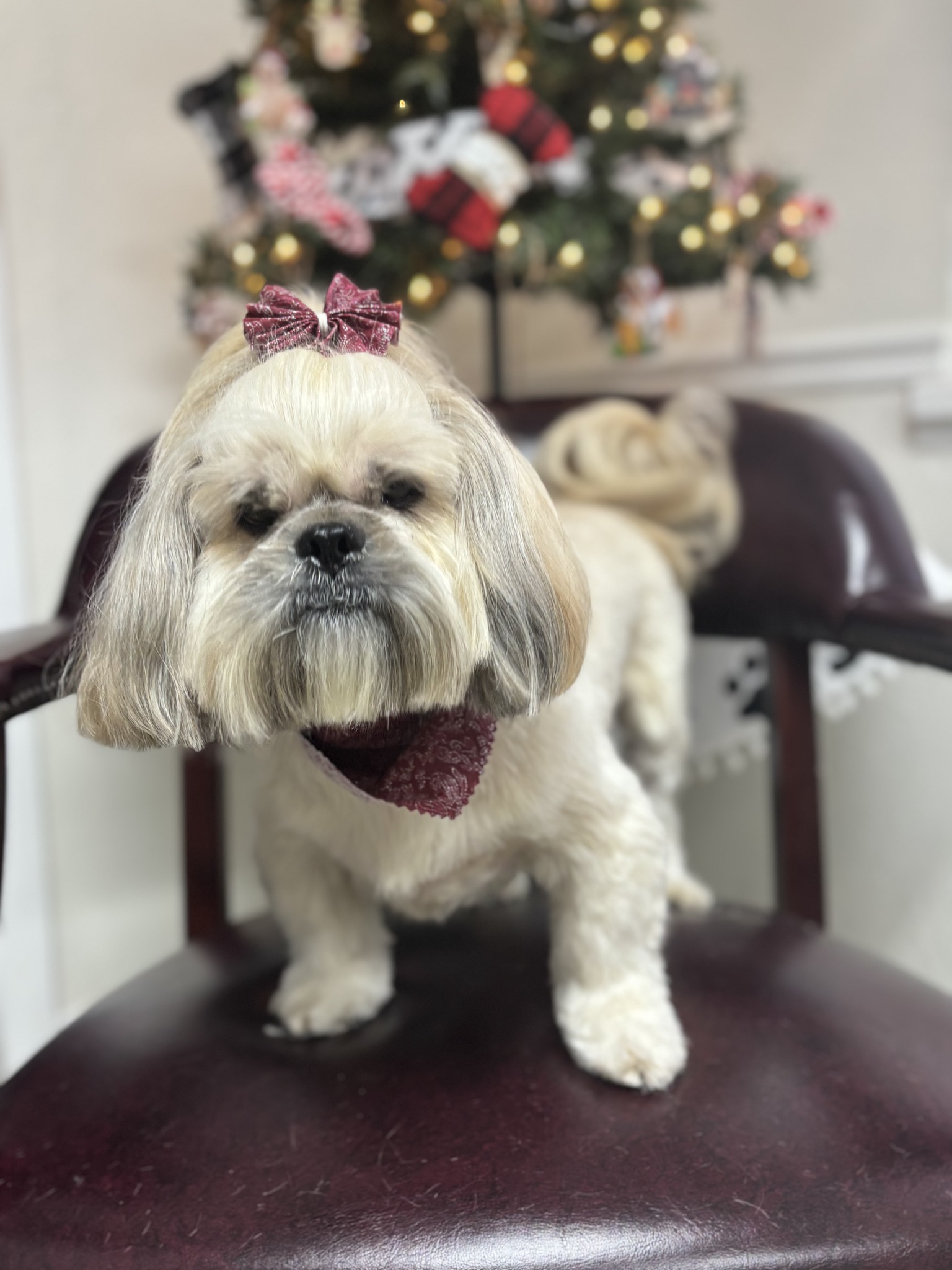 Doggie Junction Eustis