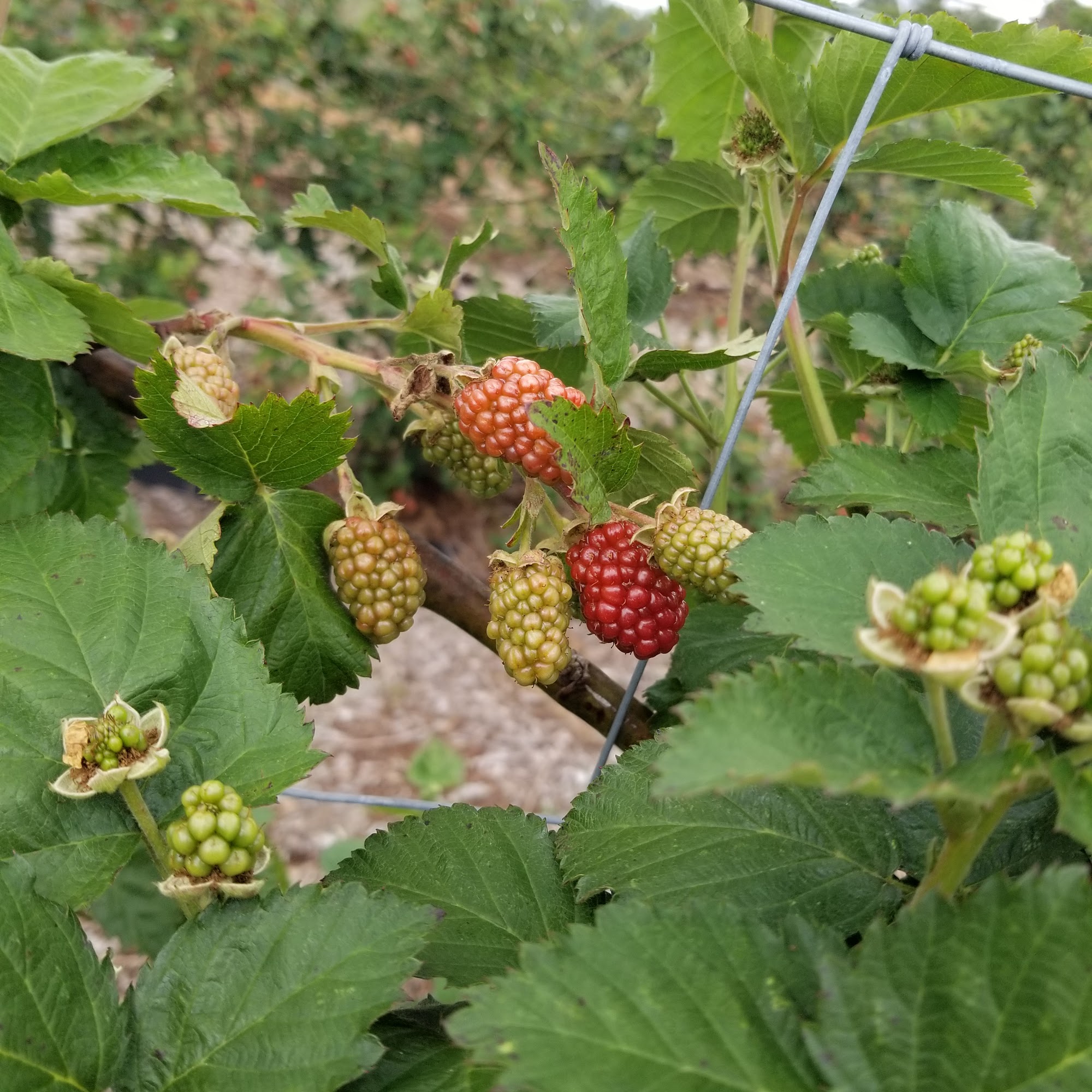 Bear Tracks Blackberry Farm Eustis