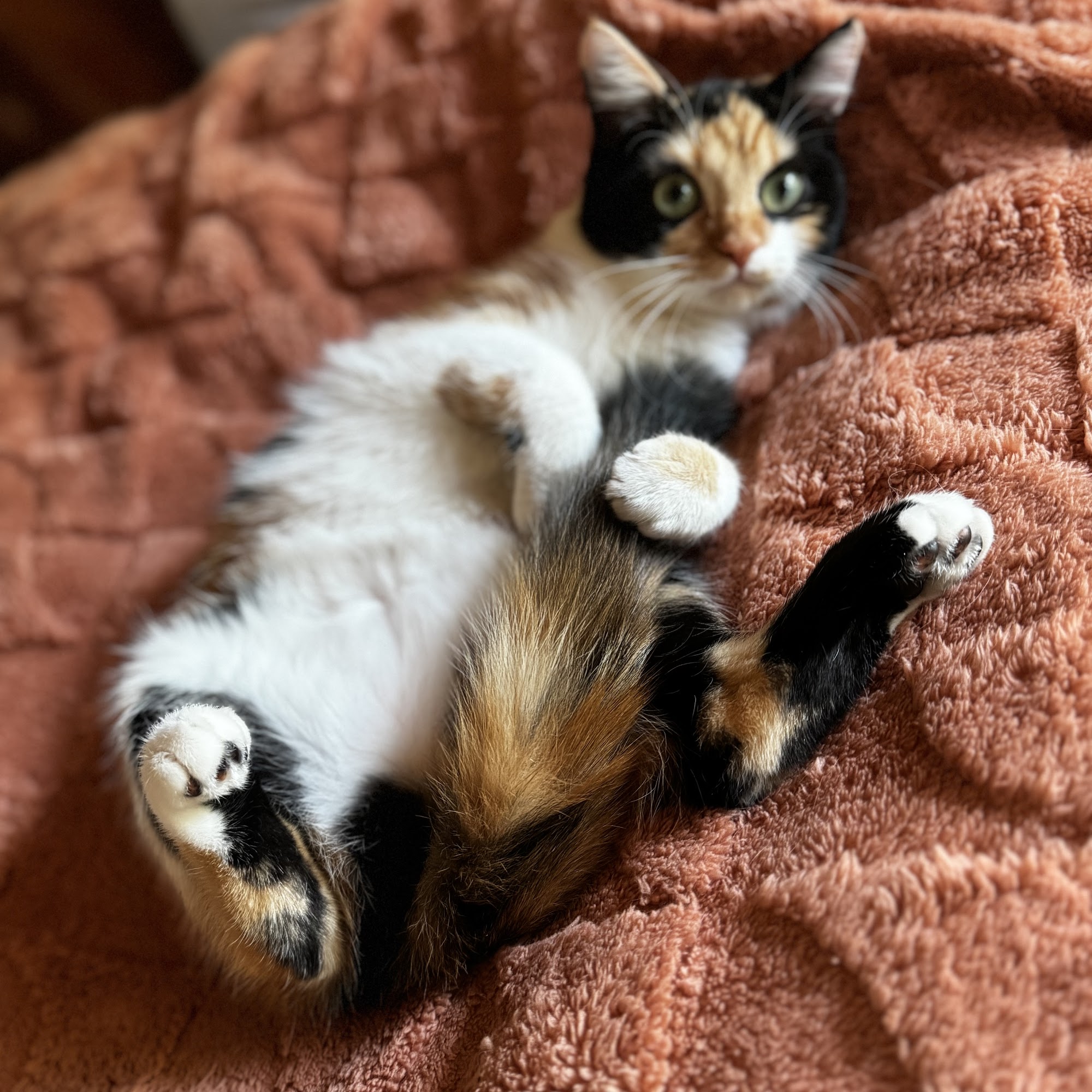 Fernandina Beach Animal Clinic Fernandina Beach