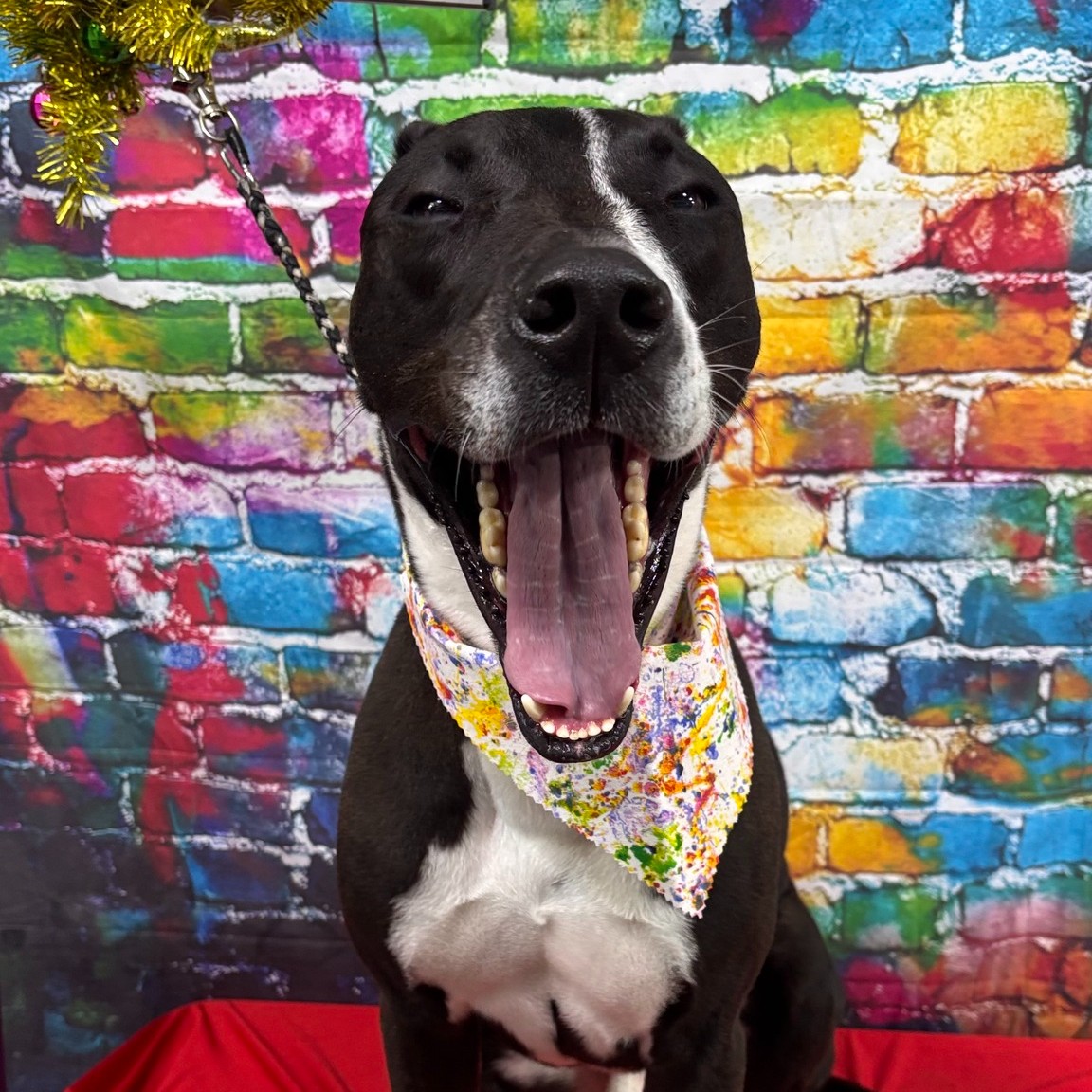 Hot Paws Pet Grooming, Spa & Resort. Fernandina Beach