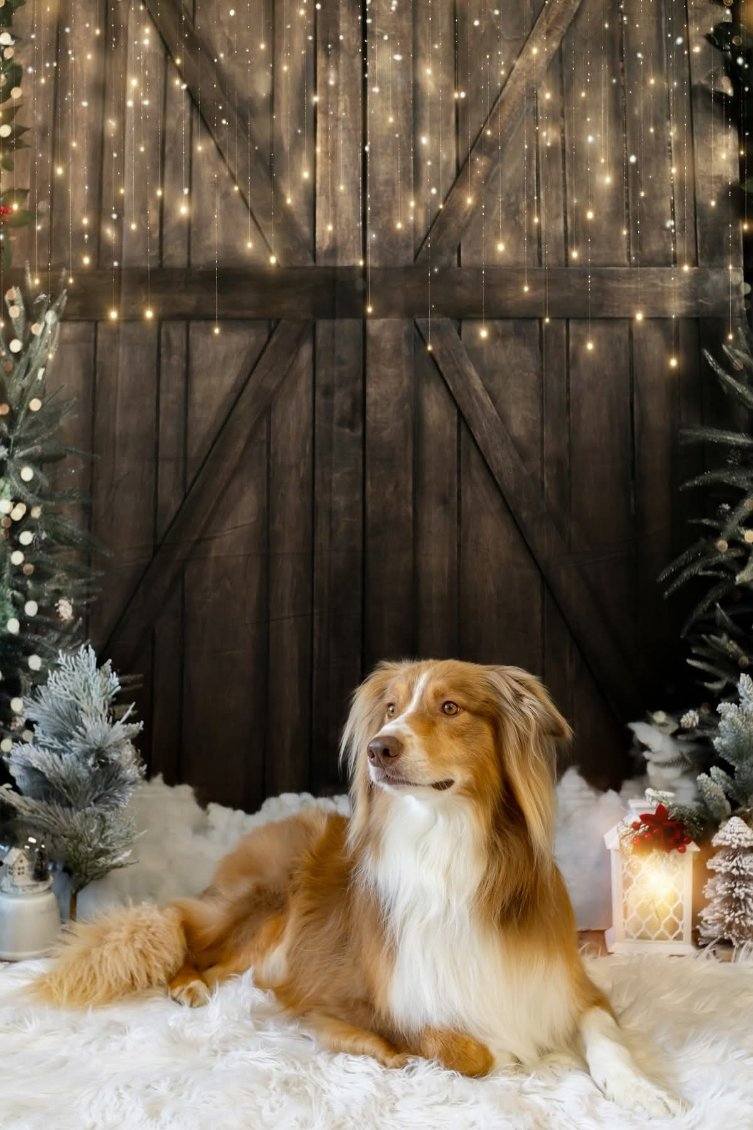 Passion 4 Pooches Pet Spa Fernandina Beach