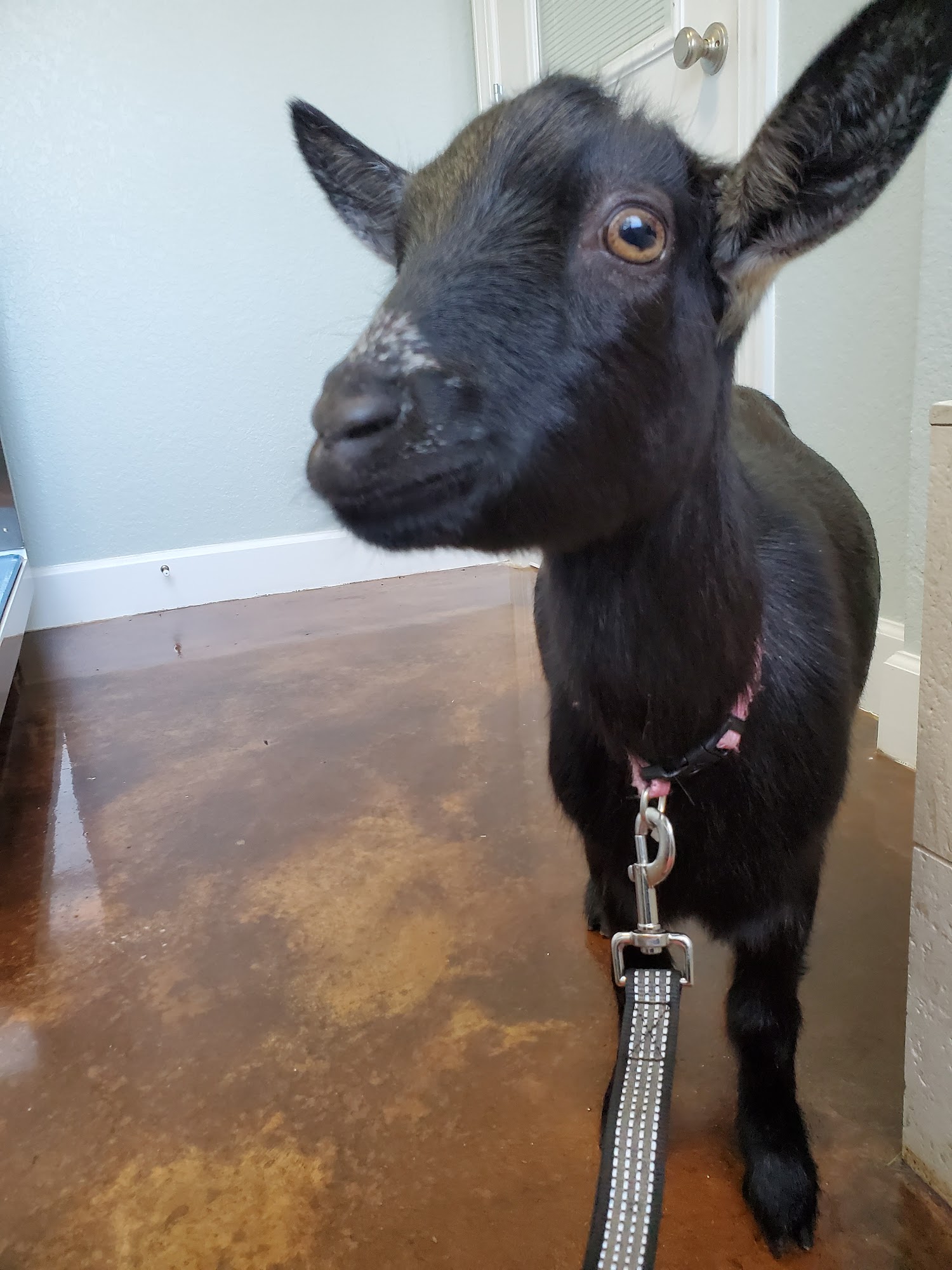 Amelia Pointe Animal Hospital & Daycare Fernandina Beach