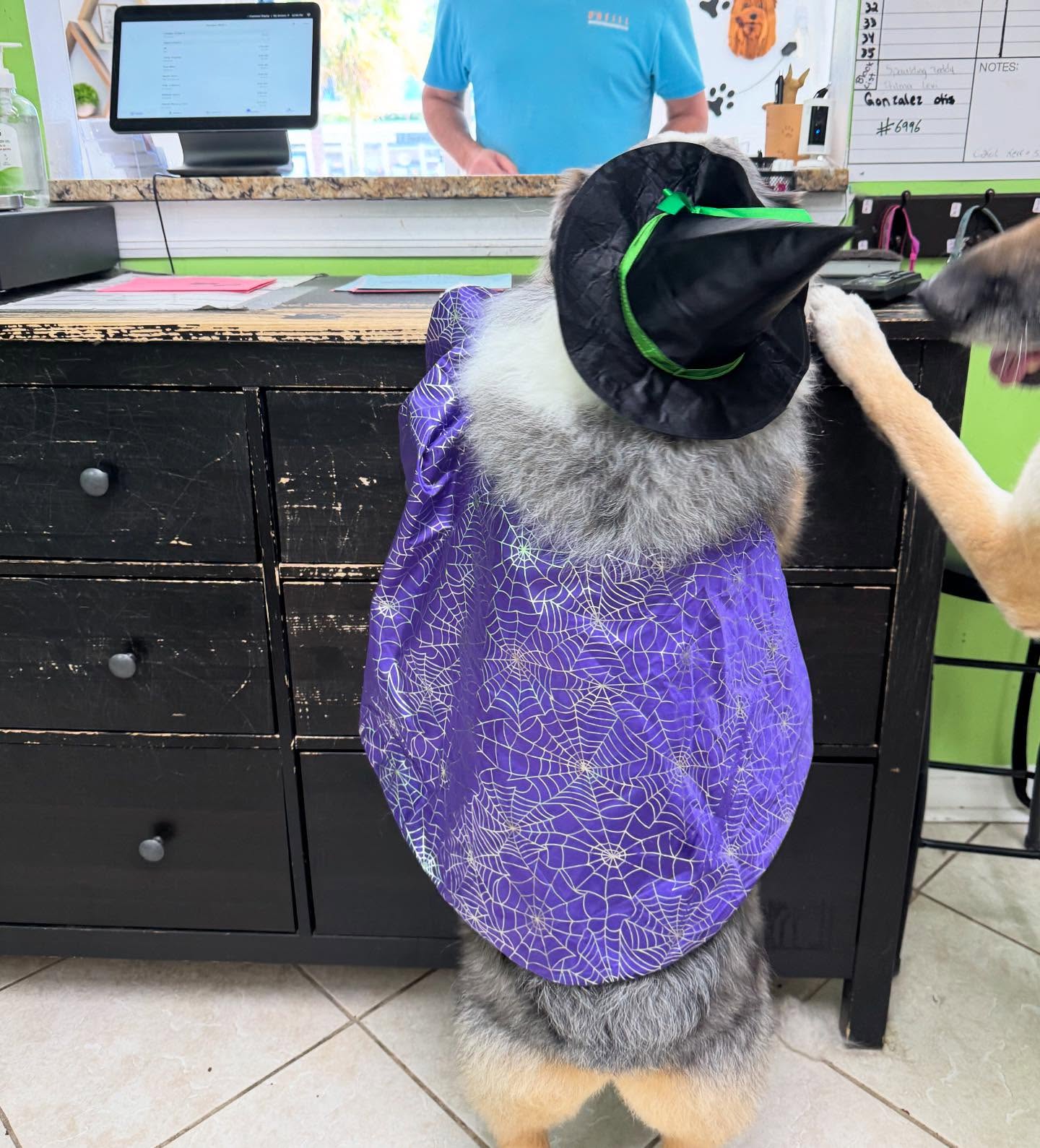 Fairy Tails Pet Grooming Fernandina Beach