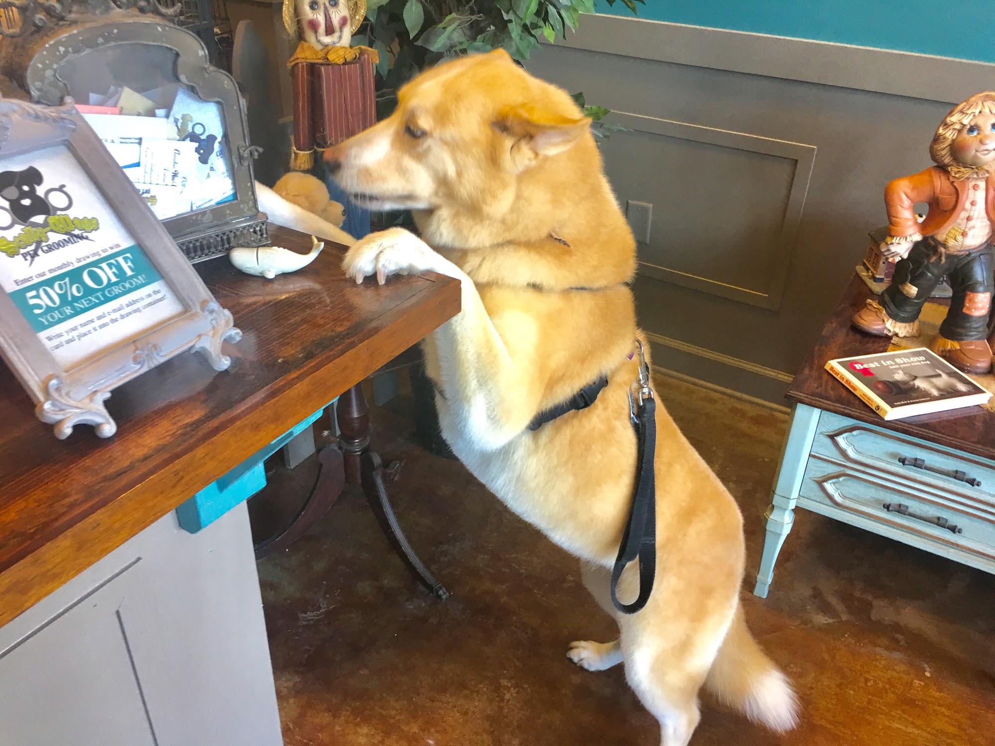 Scally-Wags Pet Grooming 812 Sadler Rd, Fernandina Beach Florida 32034