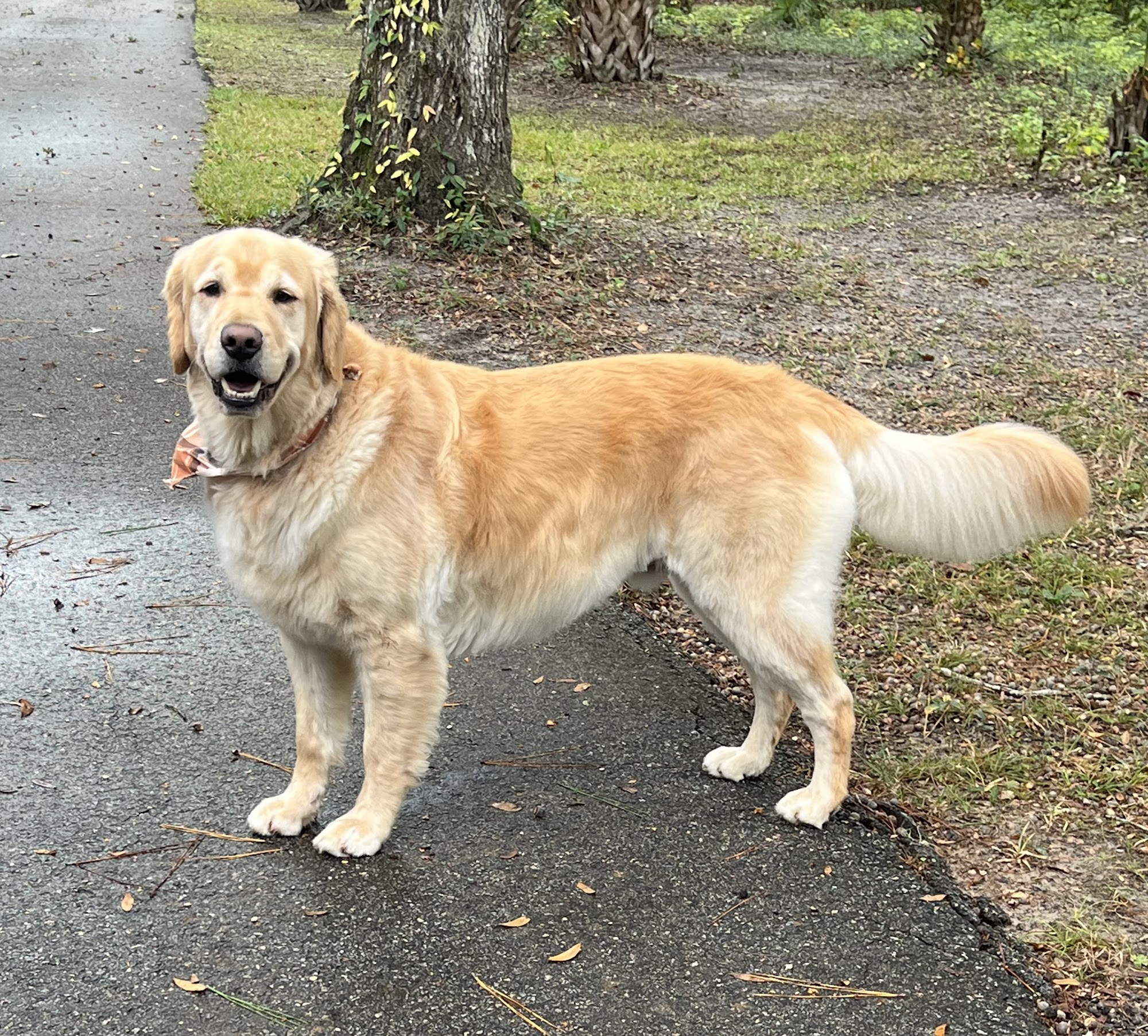 Scally-Wags Pet Grooming Fernandina Beach
