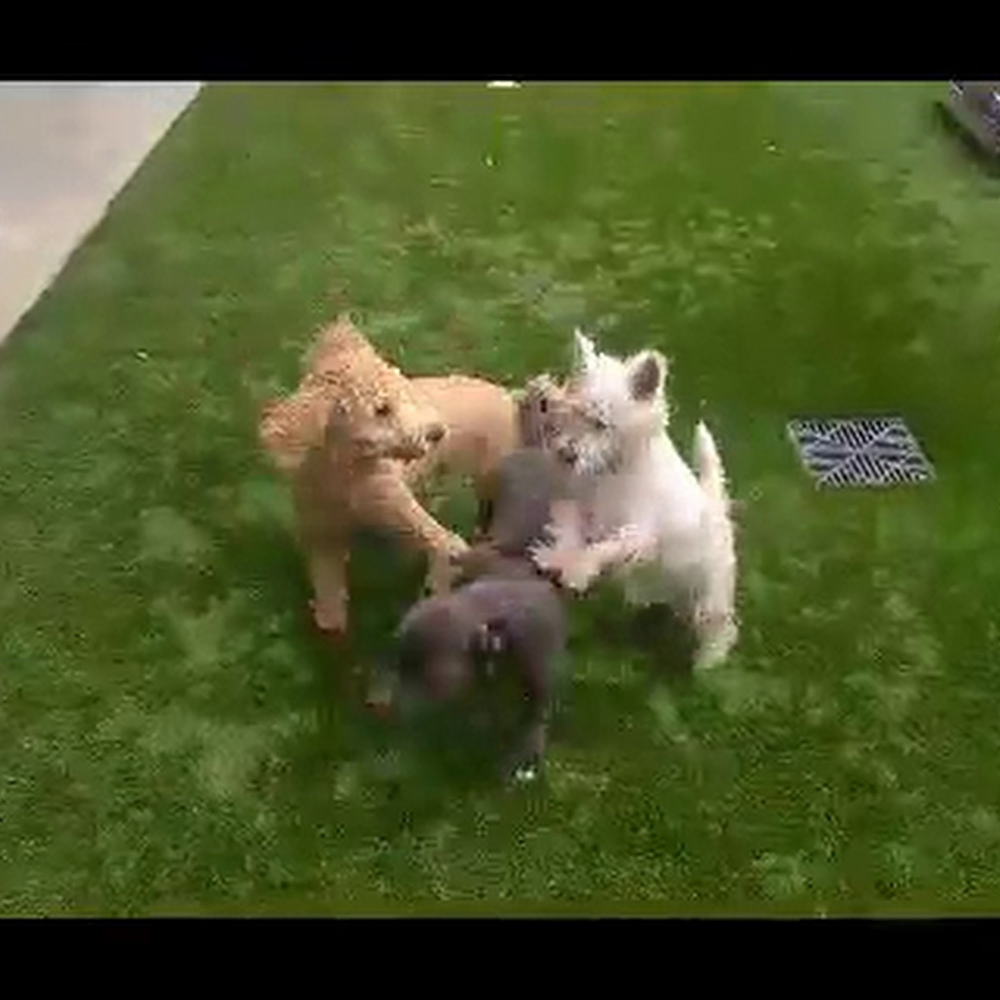 Plantation Animal Hospital Fleming Island