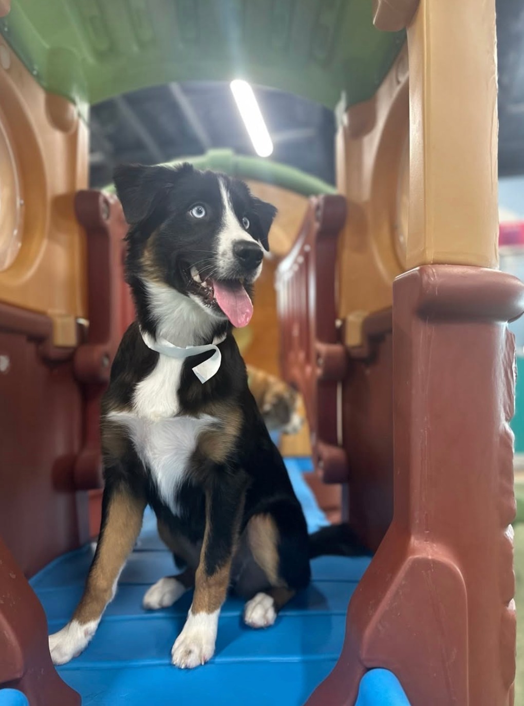 Pet Paradise Fleming Island Fleming Island