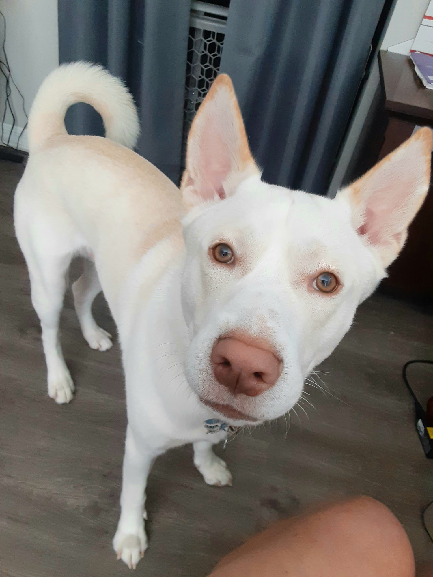 Vetco Total Care Animal Hospital Fleming Island