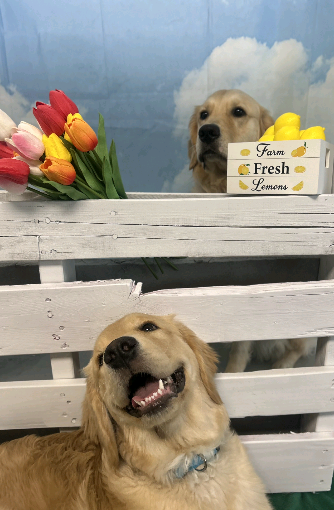 Dogtopia of Fort Lauderdale Downtown Fort Lauderdale