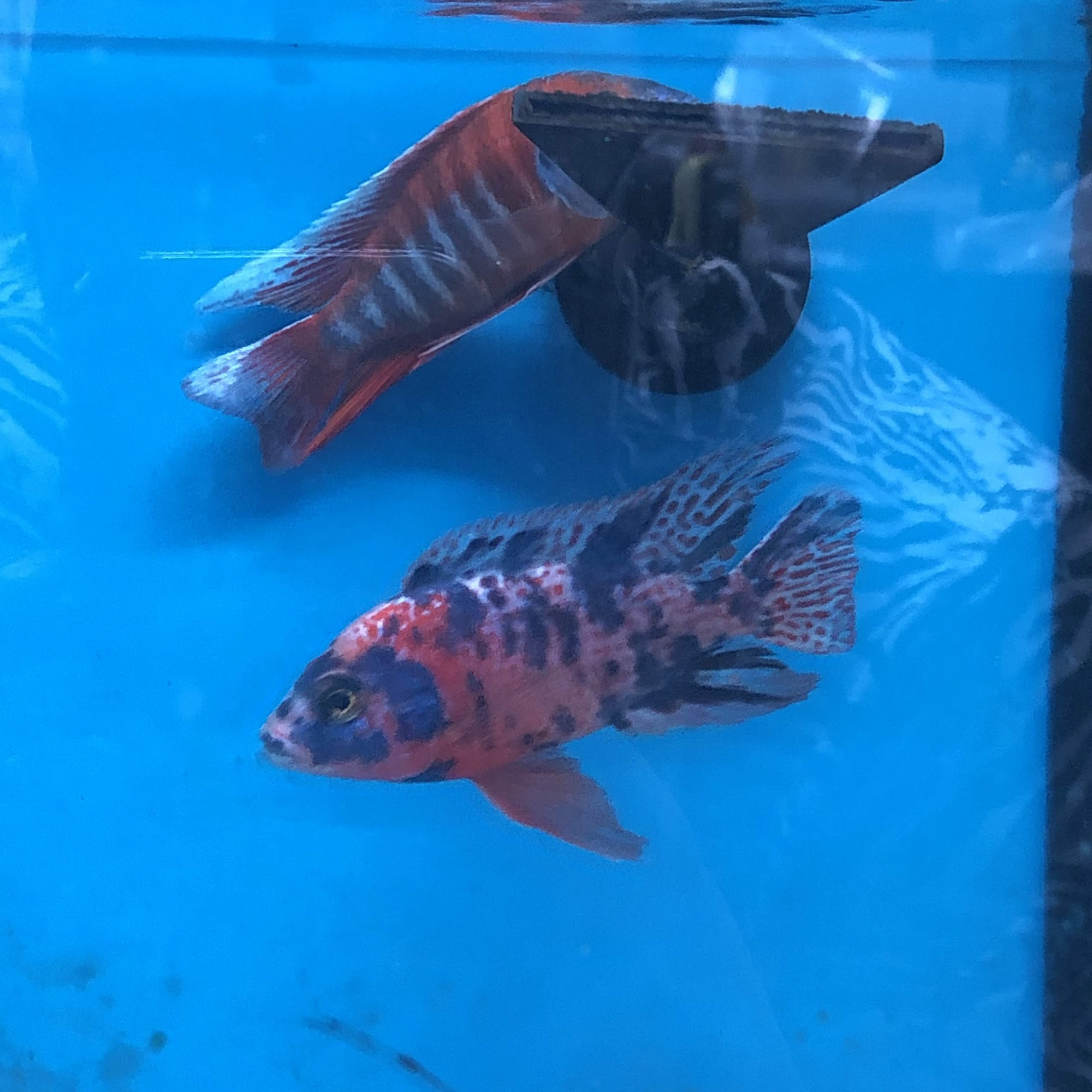 Pet Supermarket Fort Lauderdale