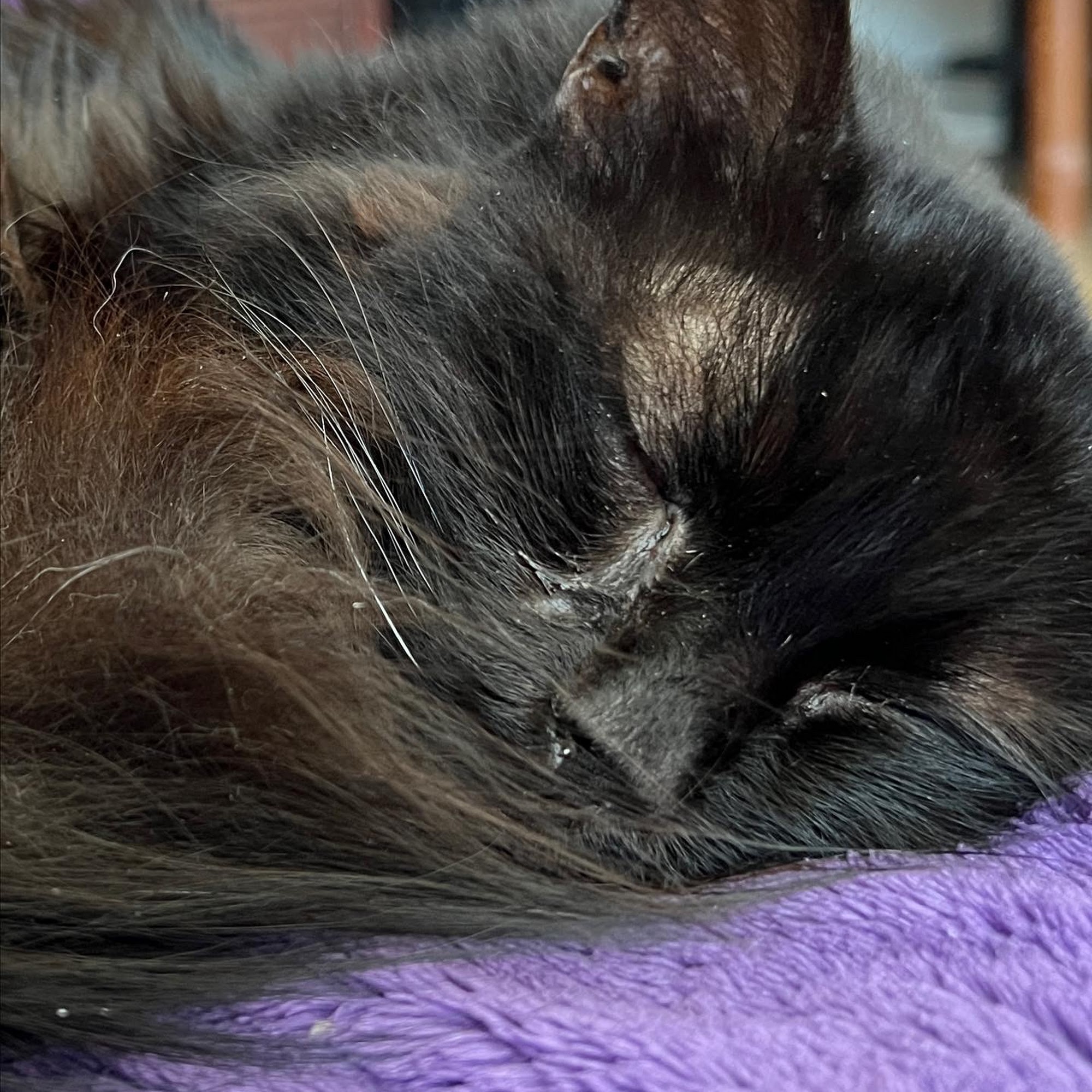 Gentle Care Animal Hospital Fort Lauderdale