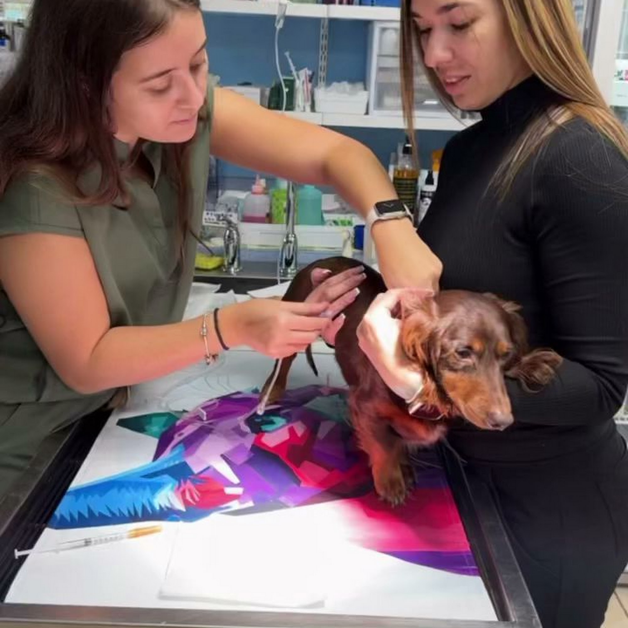 Family Pet Medical Center Veterinarian : Wellness, Dentistry, Surgery, Emergency Fort Lauderdale