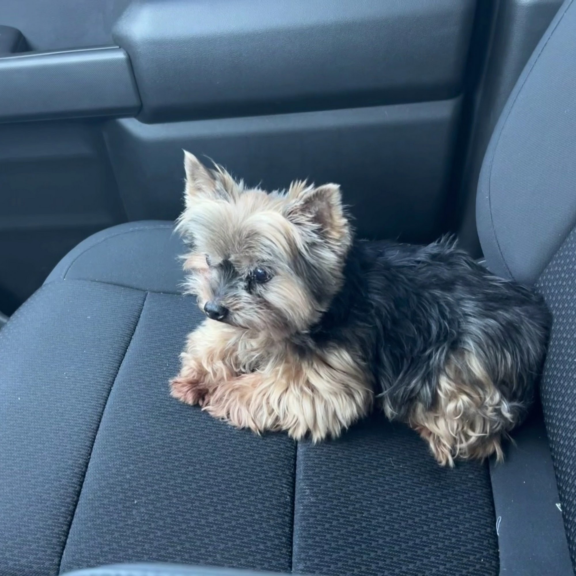 Pampered Pooch Salon Fort Lauderdale