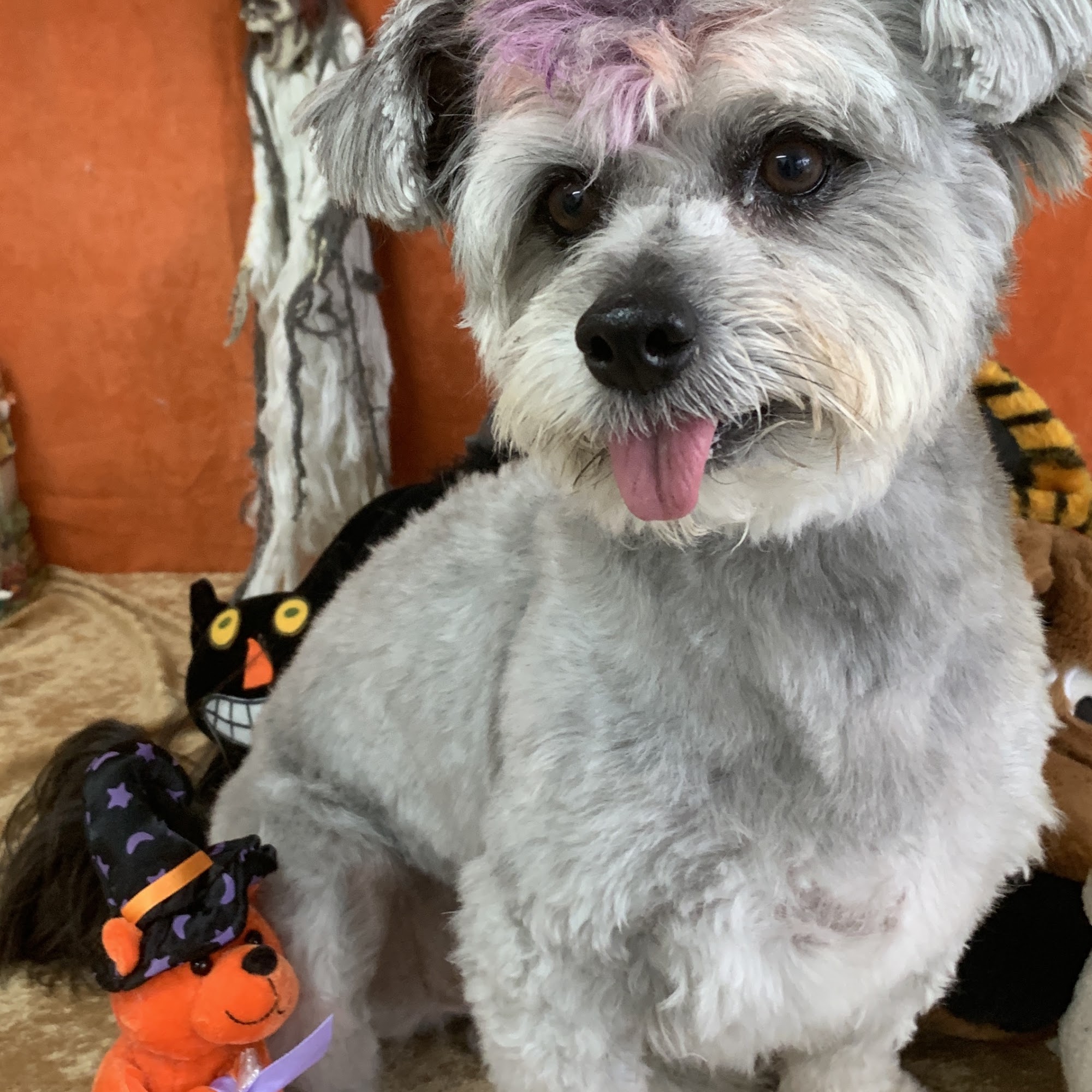 Granny Grunt's Grooming Fort Lauderdale