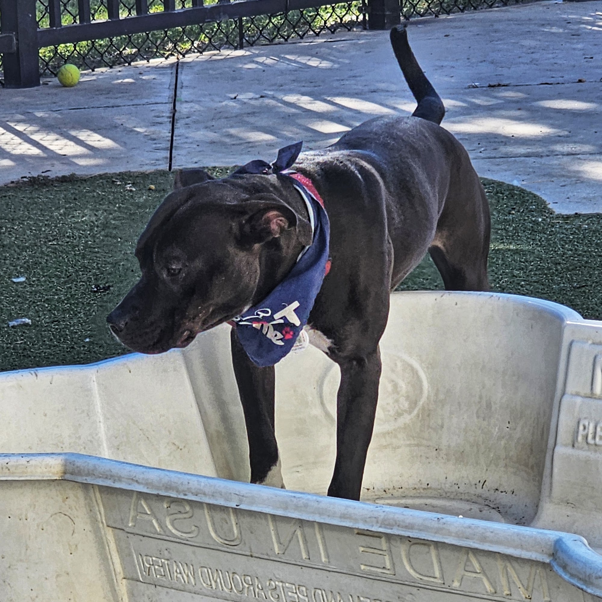 Broward County Animal Care and Adoption Center Fort Lauderdale