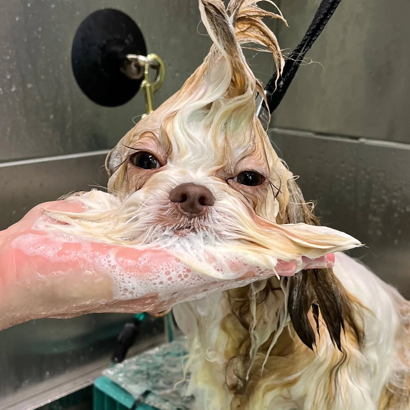 Foxy Paws Pet Grooming Fort Lauderdale