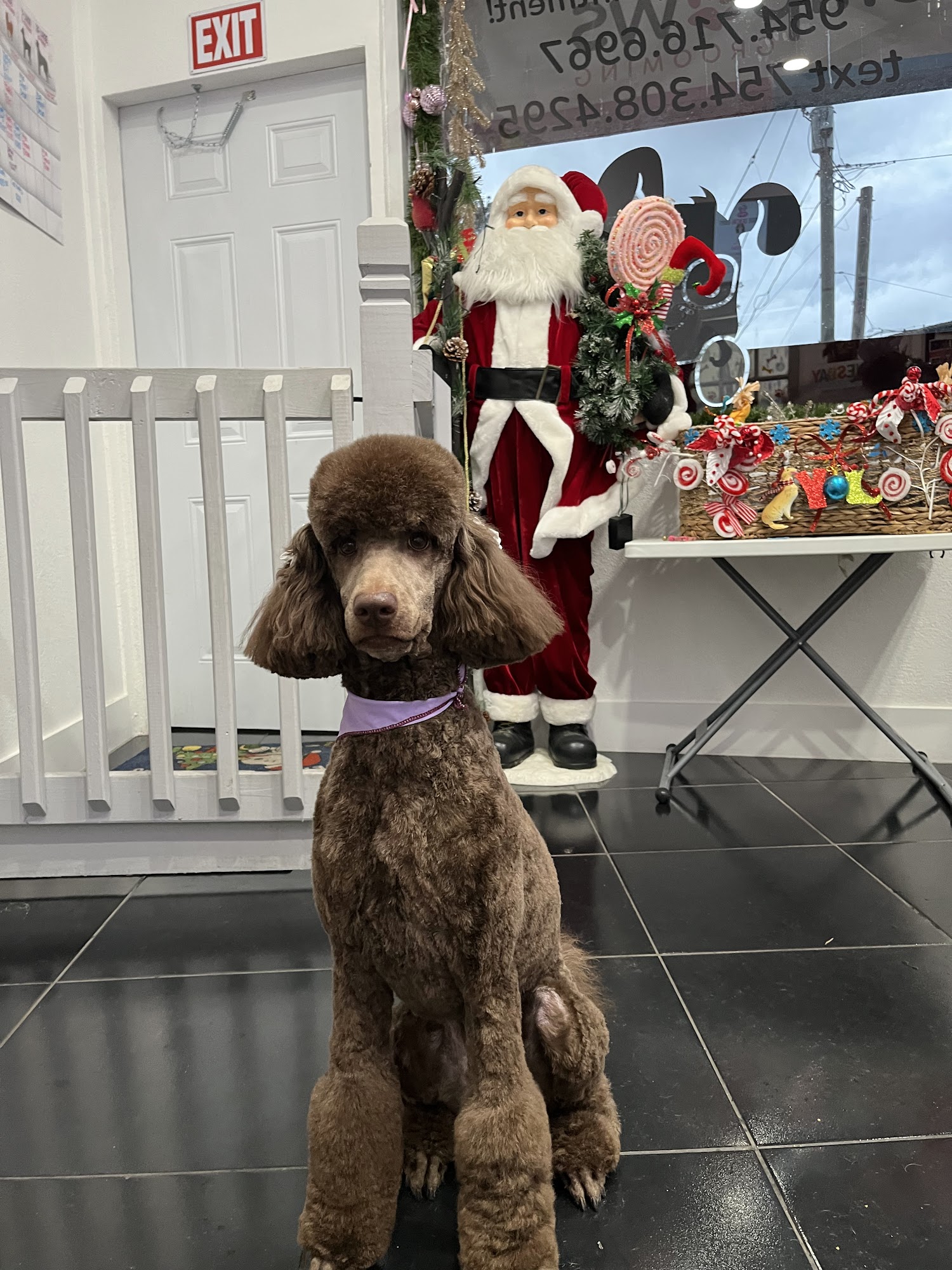 Lollipaws Grooming Services Fort Lauderdale