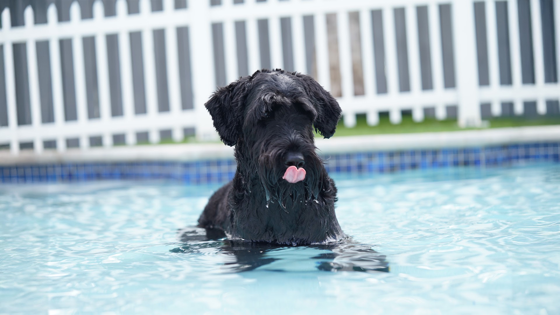 Social Pawz Fort Lauderdale