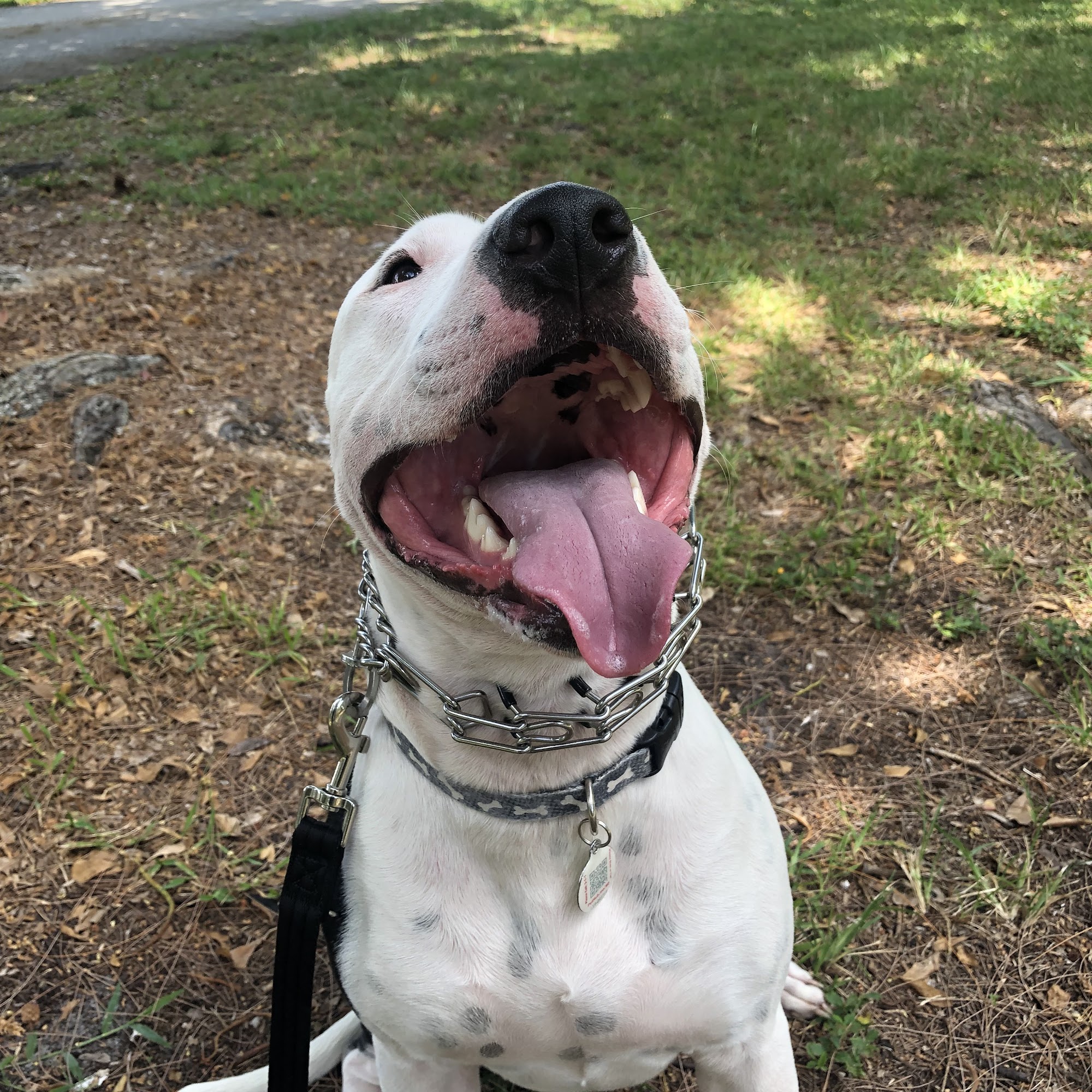 Happy Hounds Fort Lauderdale