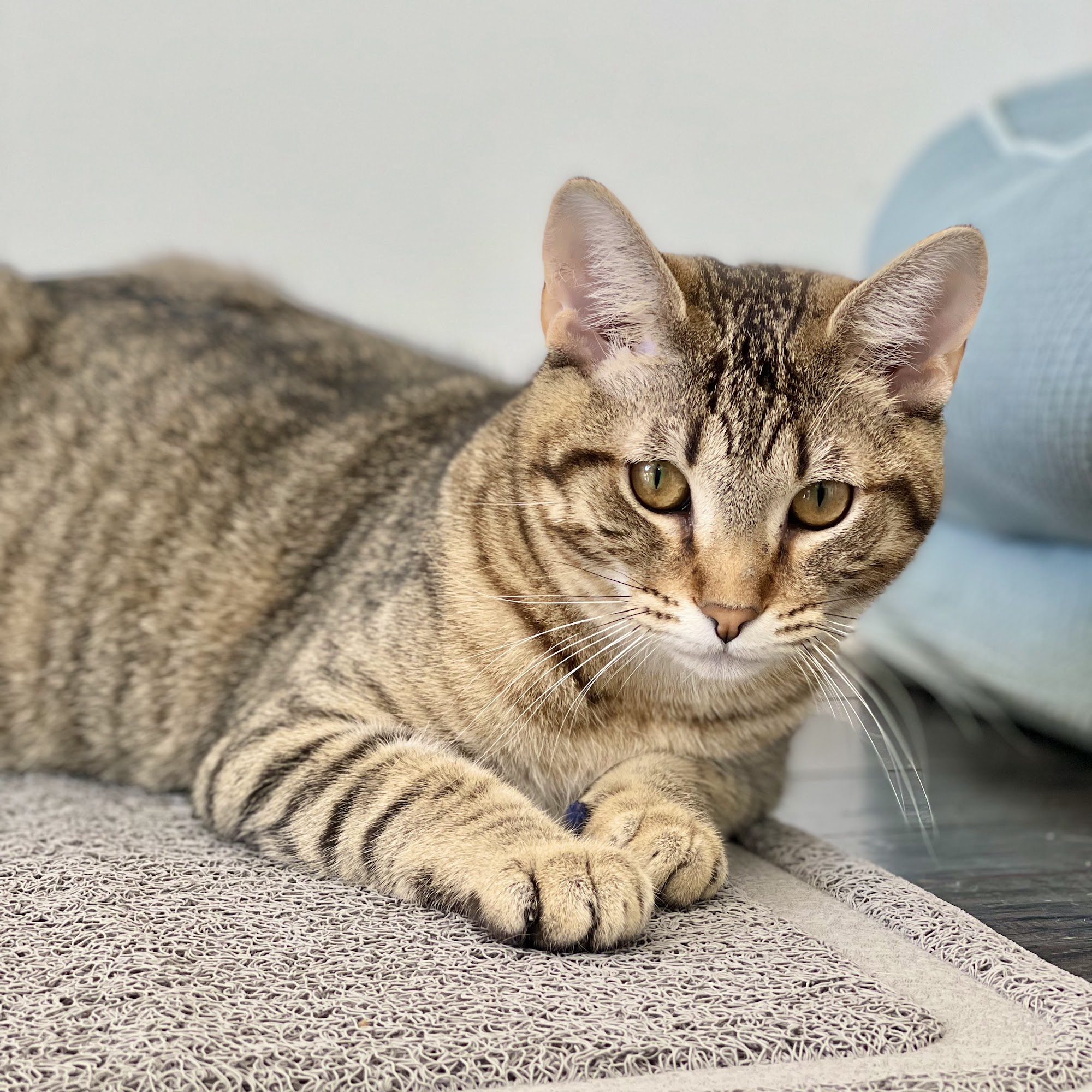 Paws'N Whiskers Fort Lauderdale