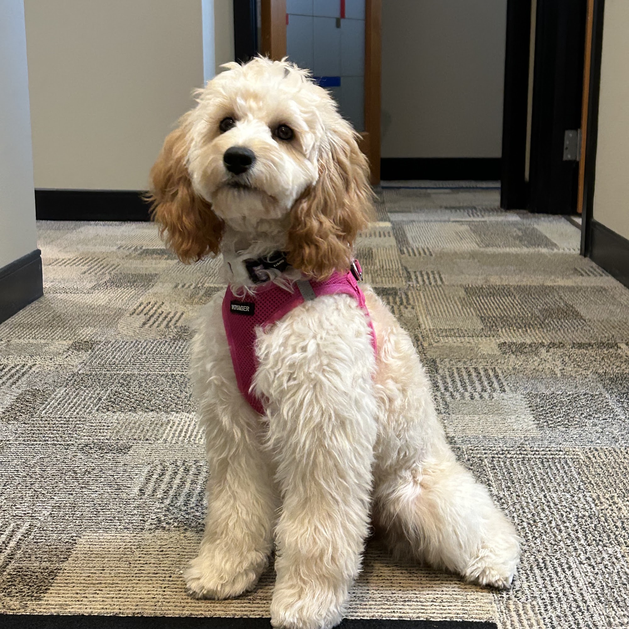 Daniel De La Rosa - Dogs Fort Lauderdale