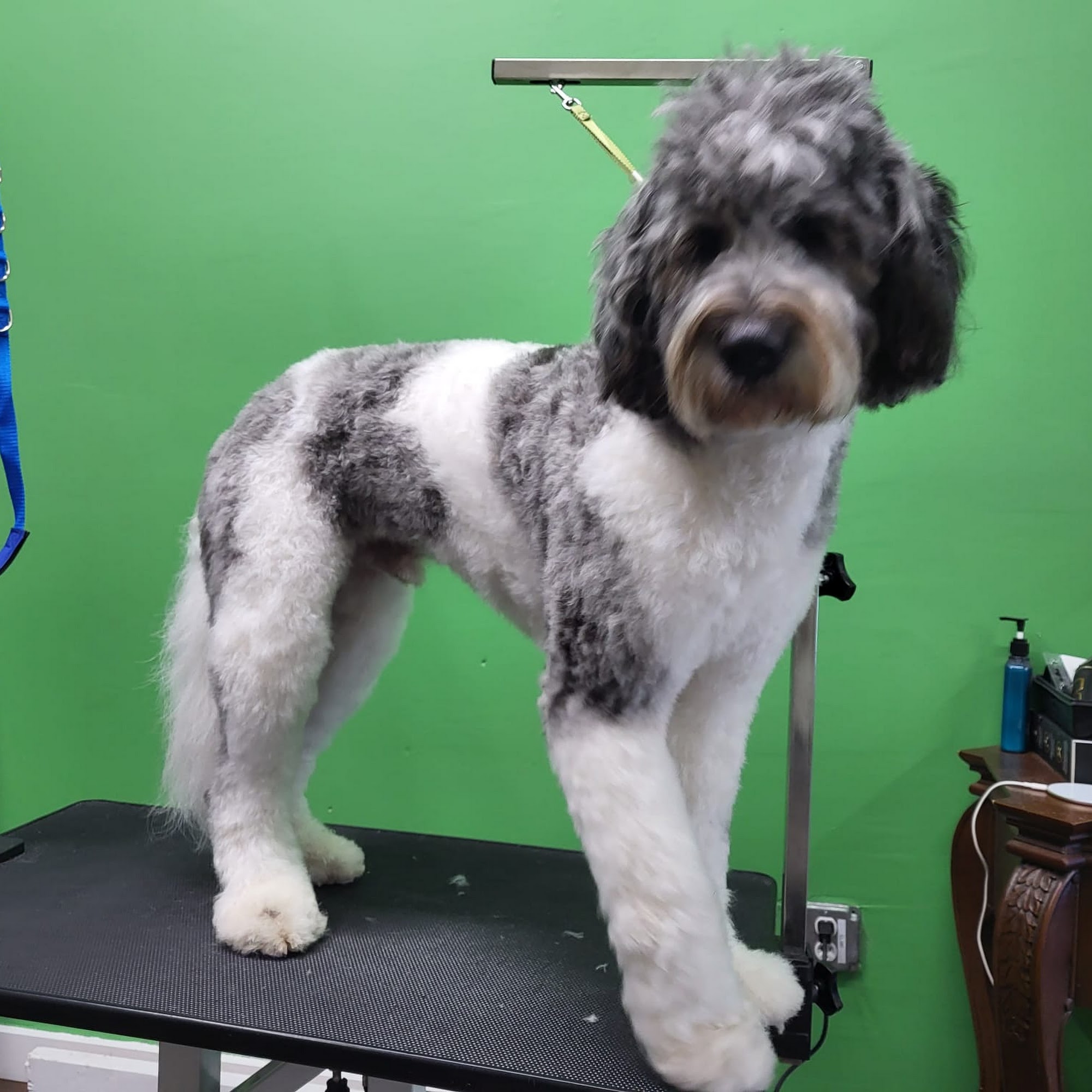 Shampooch Pet Wash & Grooming Fort Lauderdale