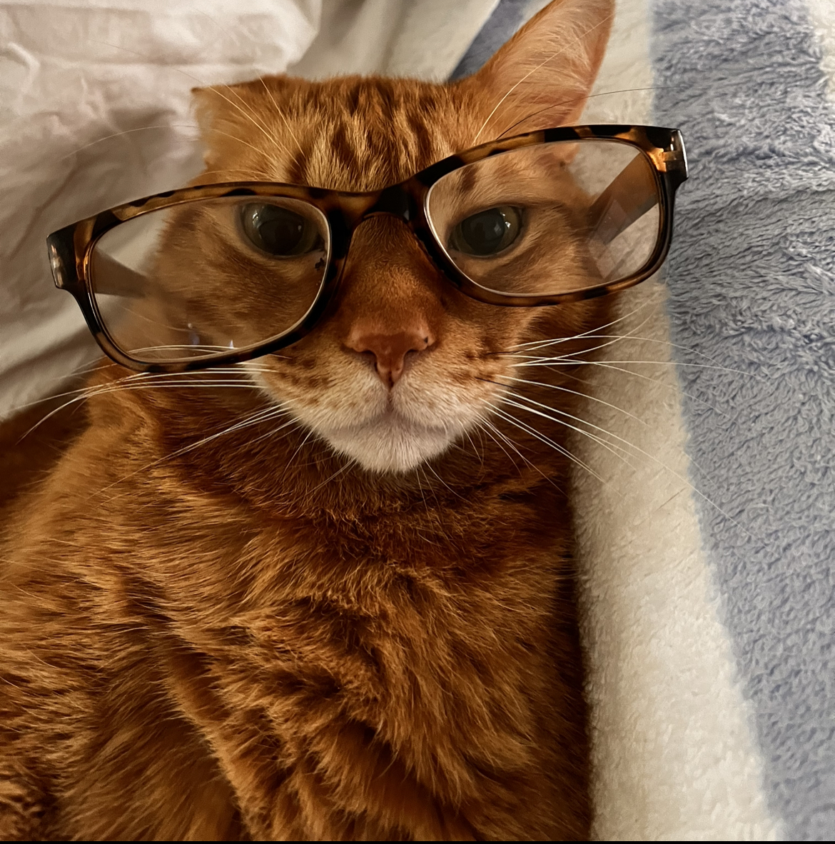 Premium Vet Care - Mobile Animal Hospital Fort Lauderdale