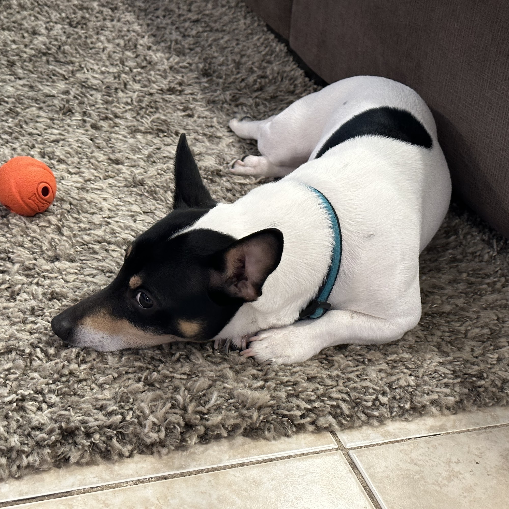 Rogers Animal Hospital Fort Lauderdale