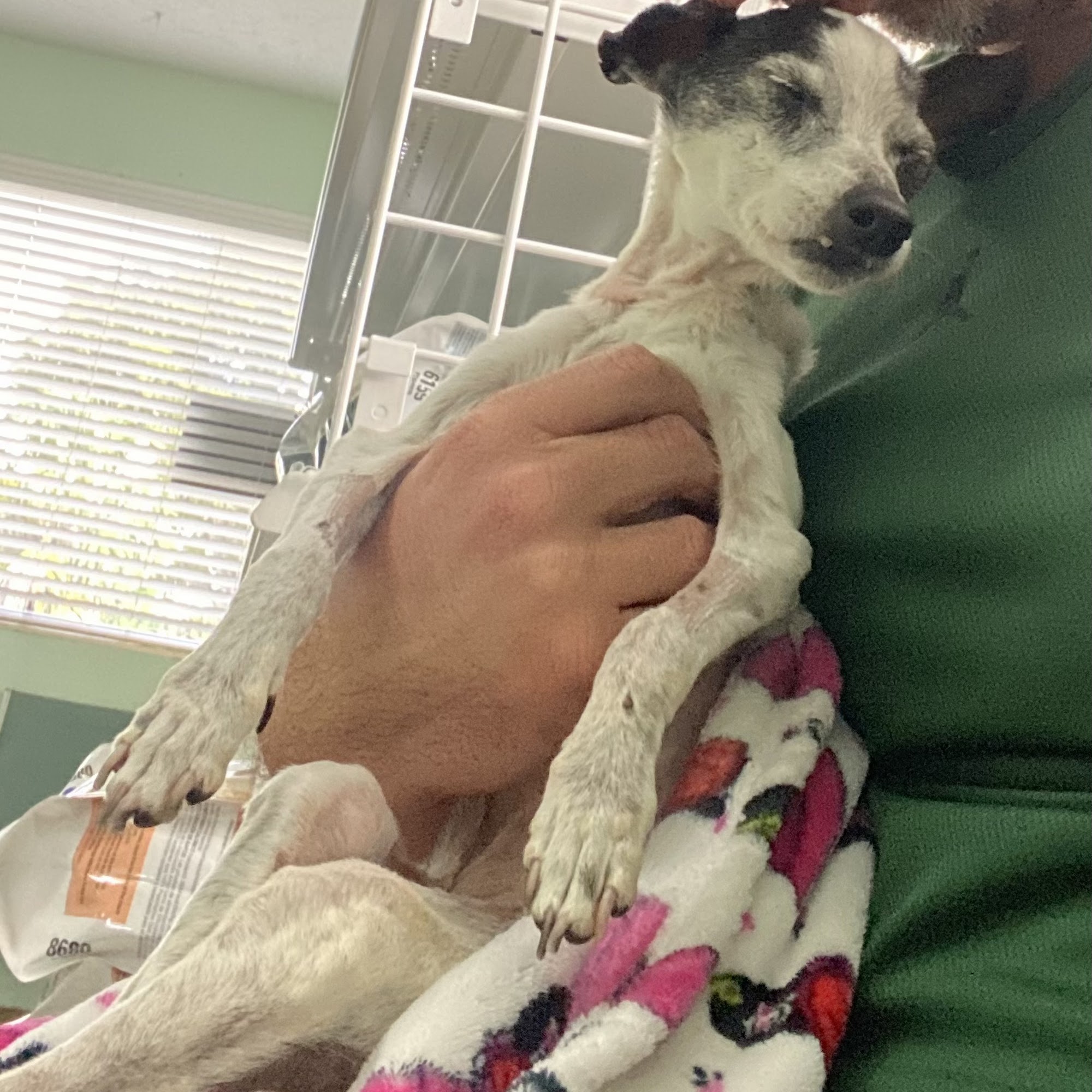 441 Animal Hospital: Rogers Rusty DVM Fort Lauderdale