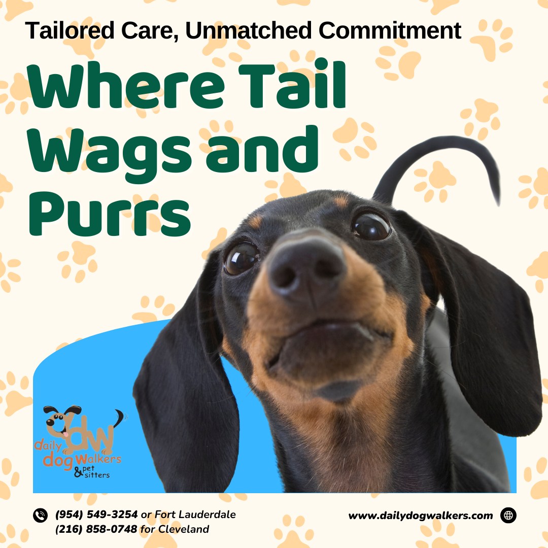 Olá! Dog Walking & Pet Sitting Fort Lauderdale