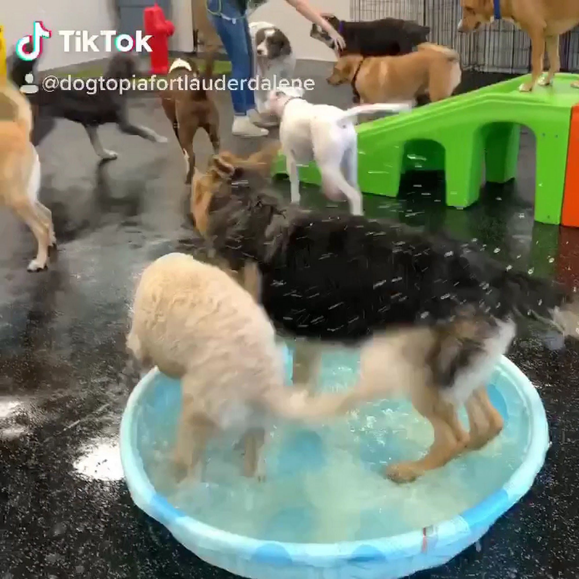 Dogtopia of Fort Lauderdale - Northeast Fort Lauderdale