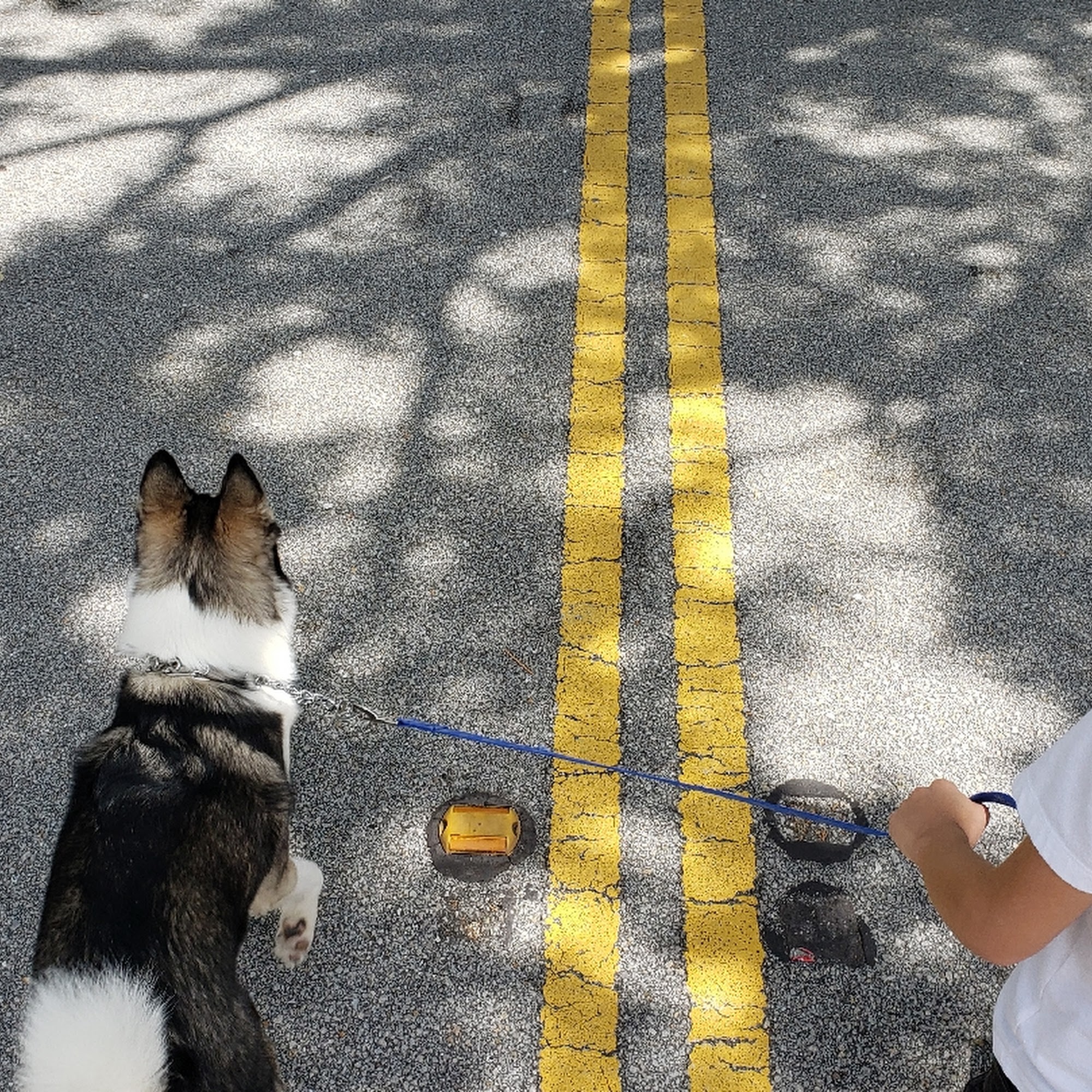 Smart Start Puppies - Dog Training 107 SE 10th St, Fort Lauderdale Florida 33316