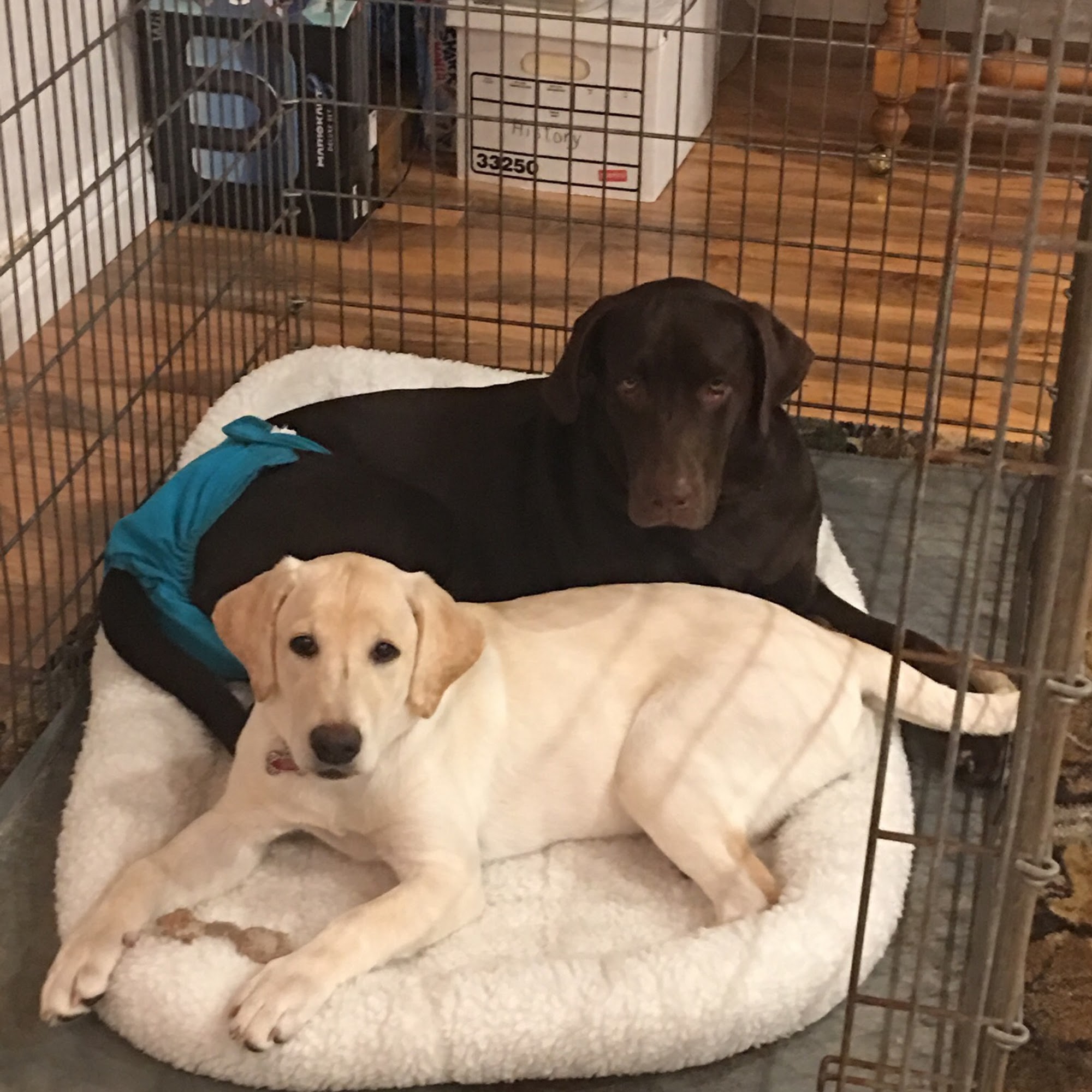 Indian Creek Pet Hospital Fort Myers