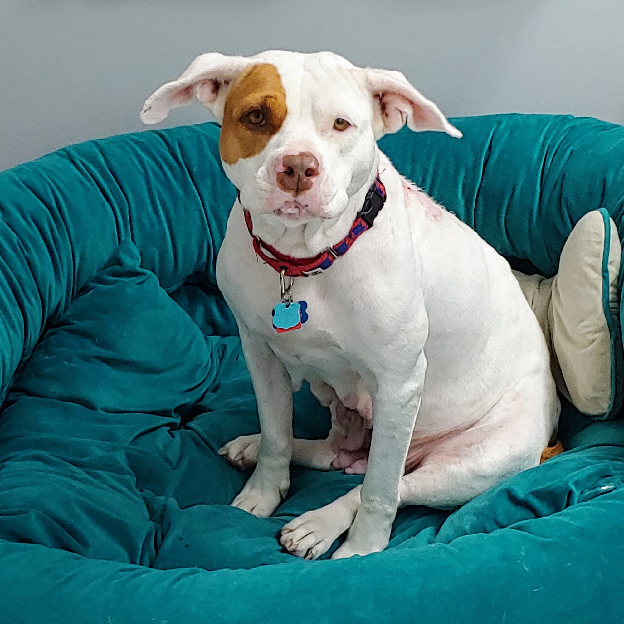 Fort Myers Veterinary Hospital Fort Myers