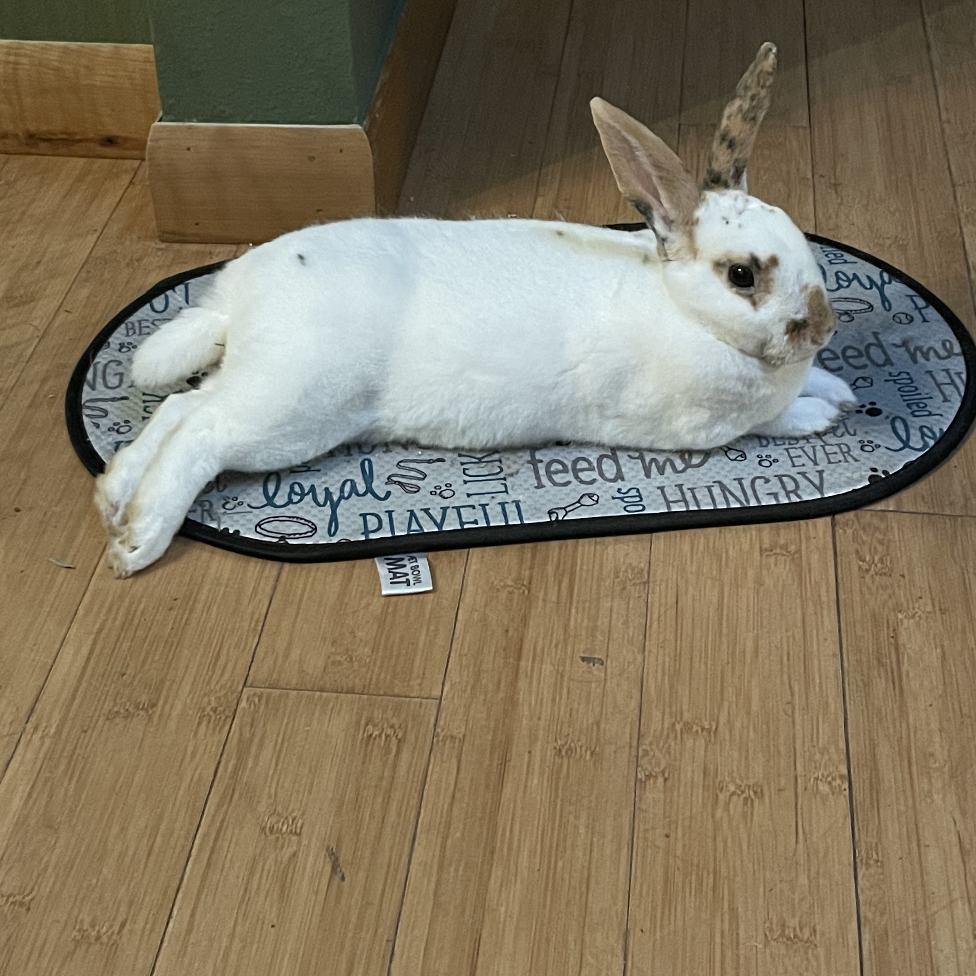 Medlin Exotic Animal Medical Services Fort Myers