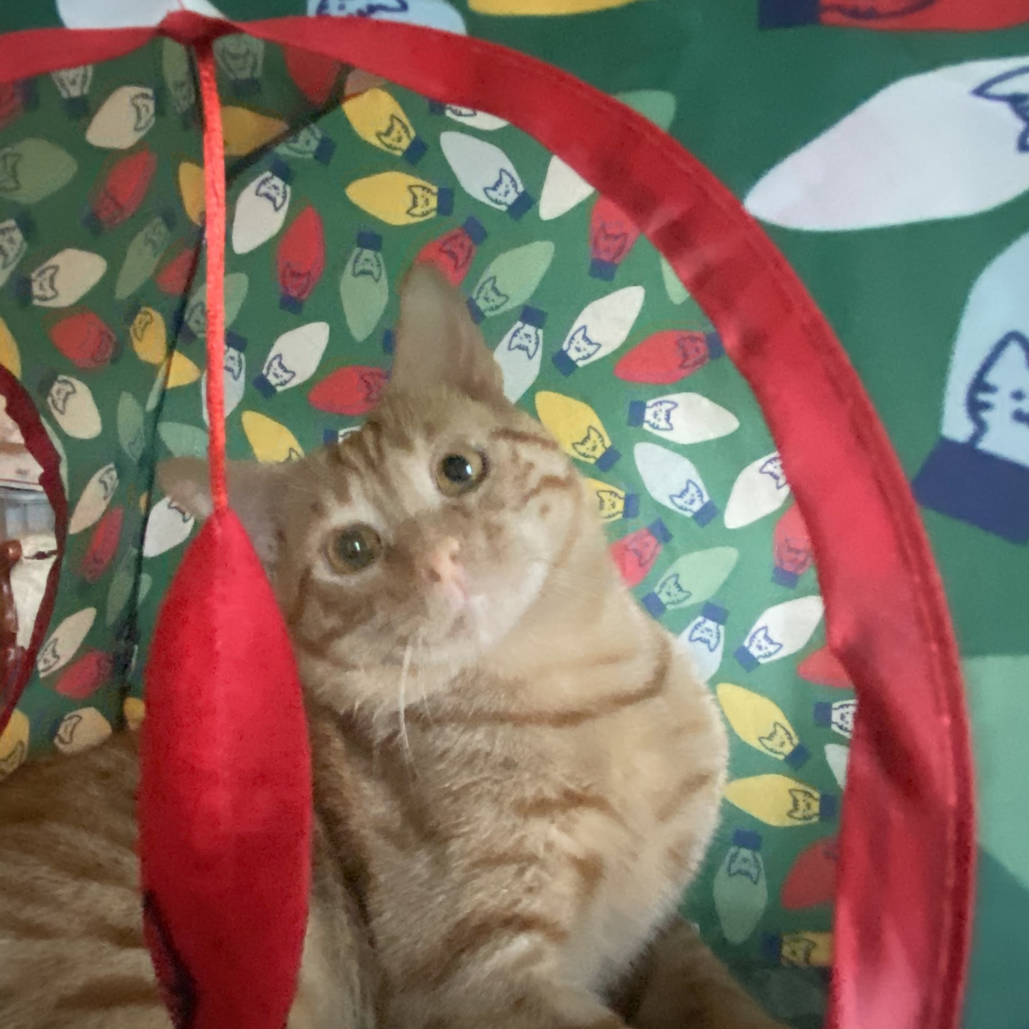 Edison Park Animal Hospital Fort Myers