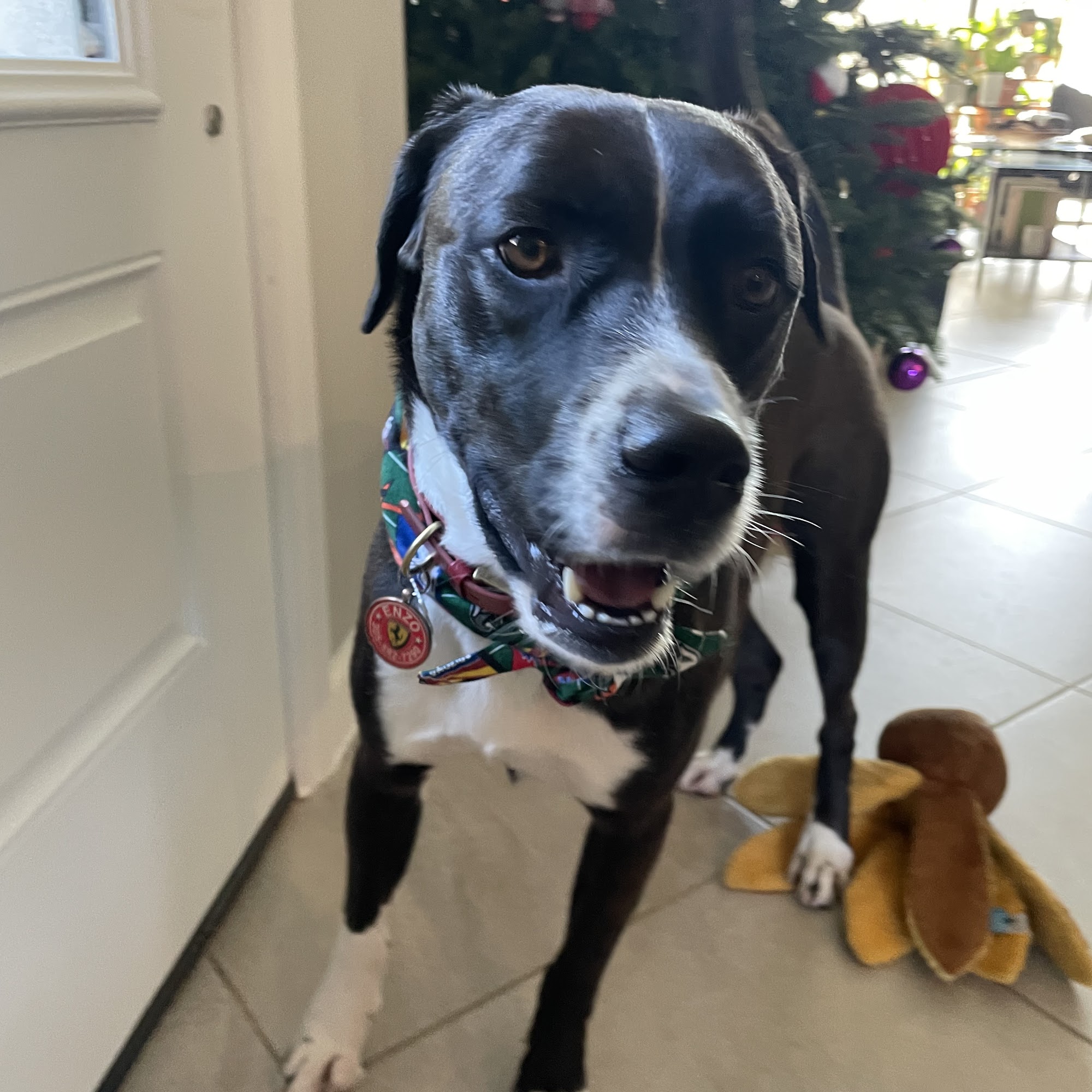 Best Friends Animal Hospital Fort Myers