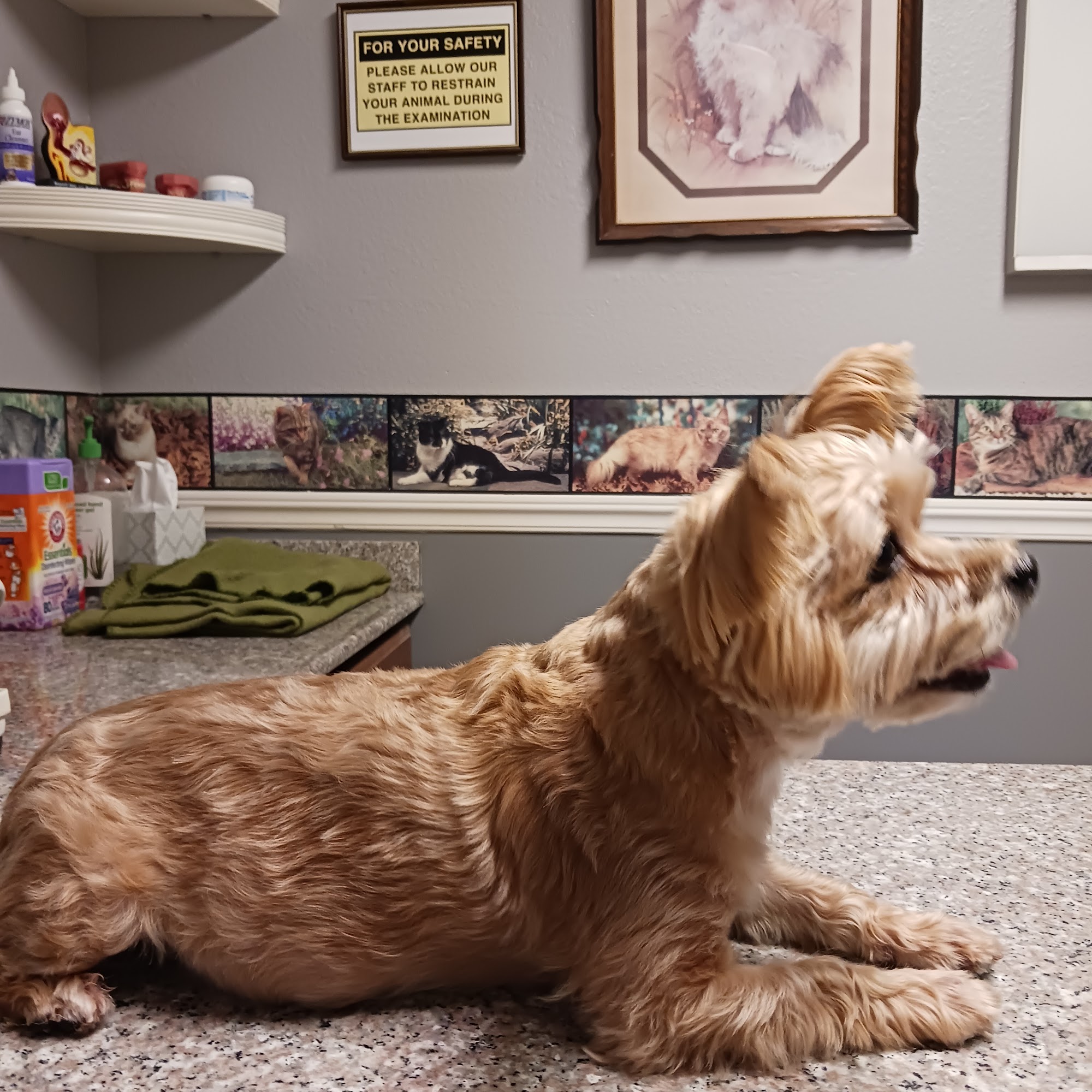 Rohlk Hancock Bridge Animal Fort Myers