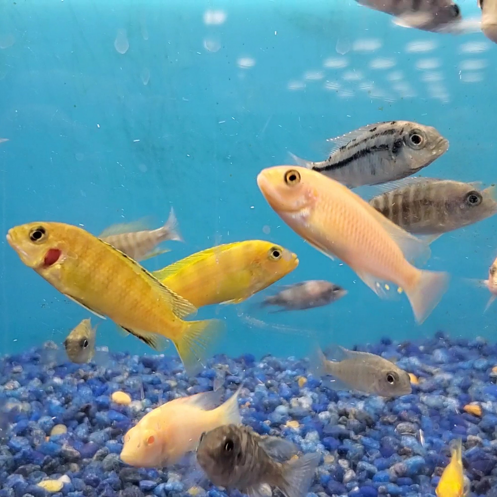 Pet Supermarket Fort Myers