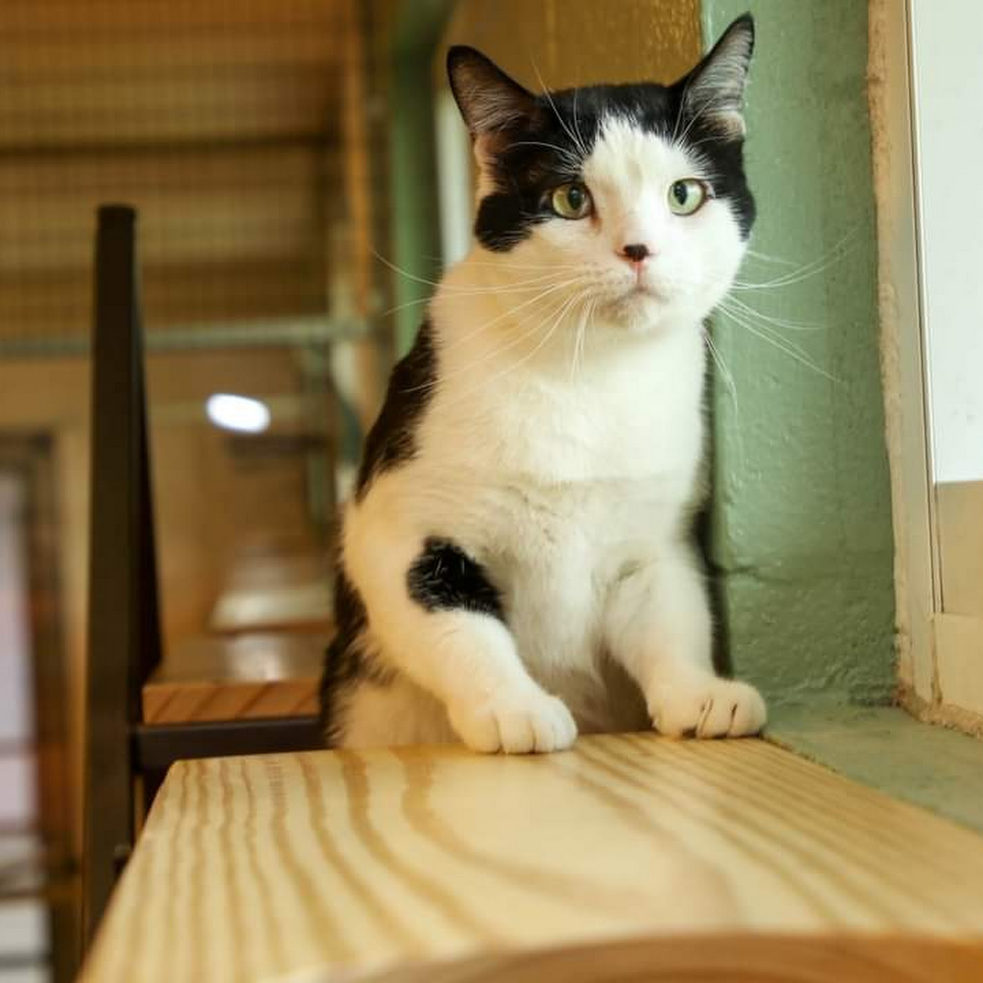 Gulf Coast Humane Society Fort Myers