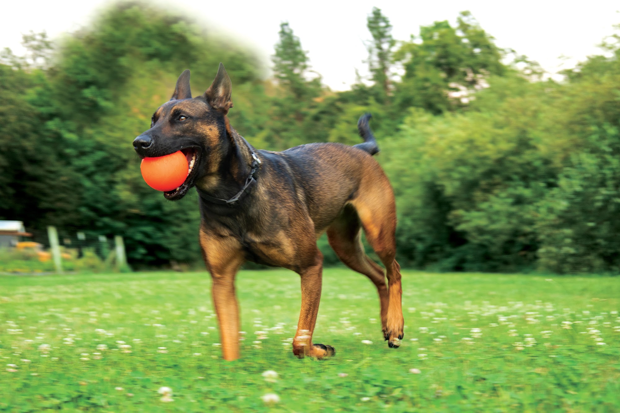 Powerhouse Dog Supply Fort Myers