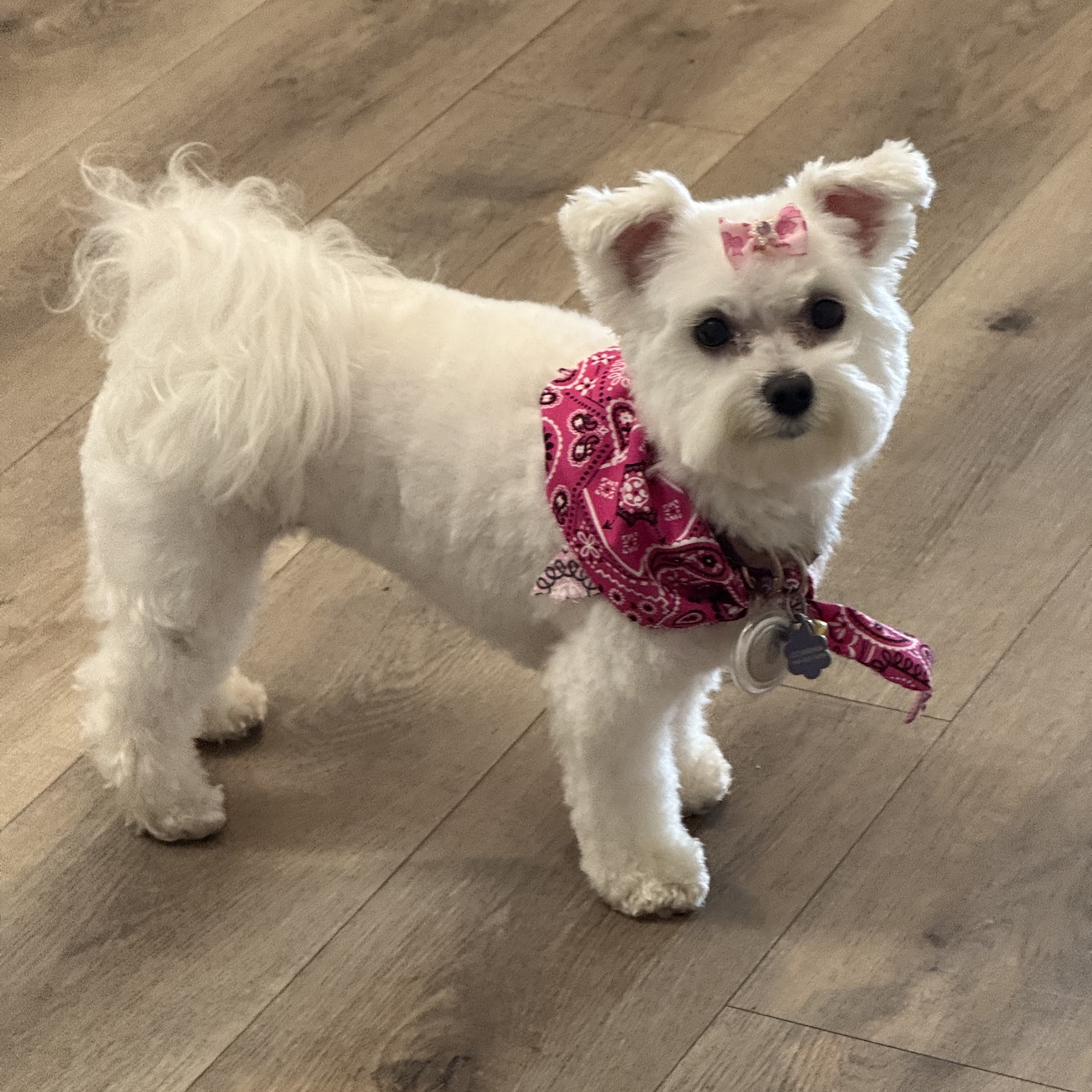 DownTown Dawg Grooming Fort Myers