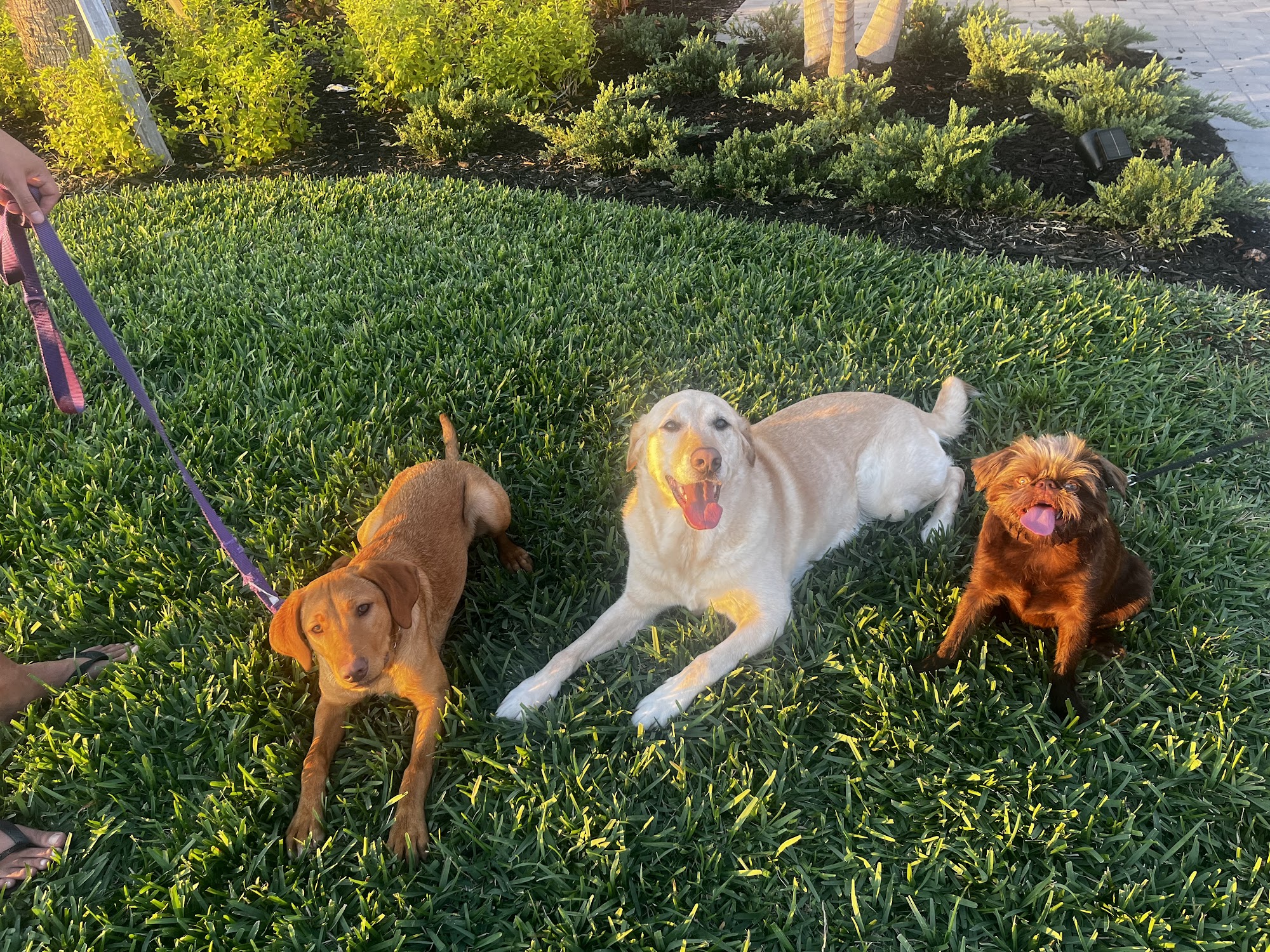 H.K. Dog Training Fort Myers