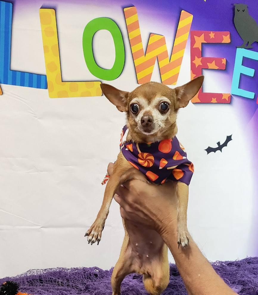 Linda's 4 paws Fort Pierce