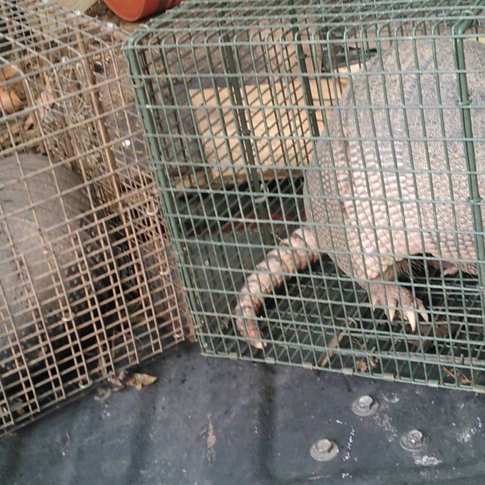 Strike III Pest Control 204 N 39th St, Fort Pierce Florida 34947