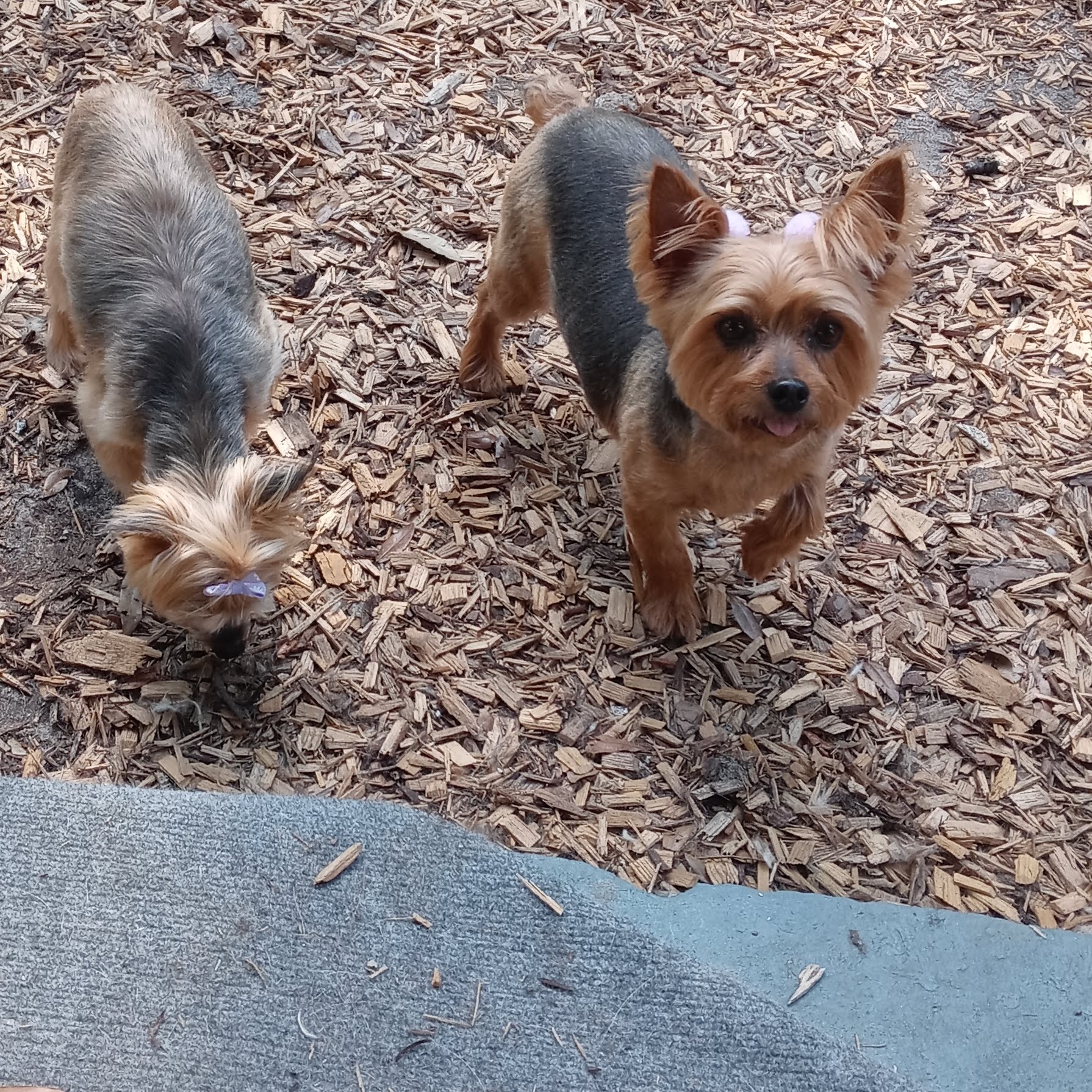 Mason's Place Grooming by Jennifer Fort Walton Beach