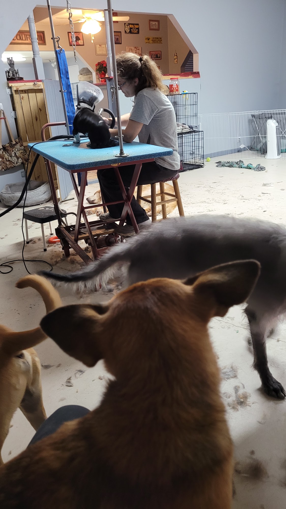 The Animal House Fort Walton Beach