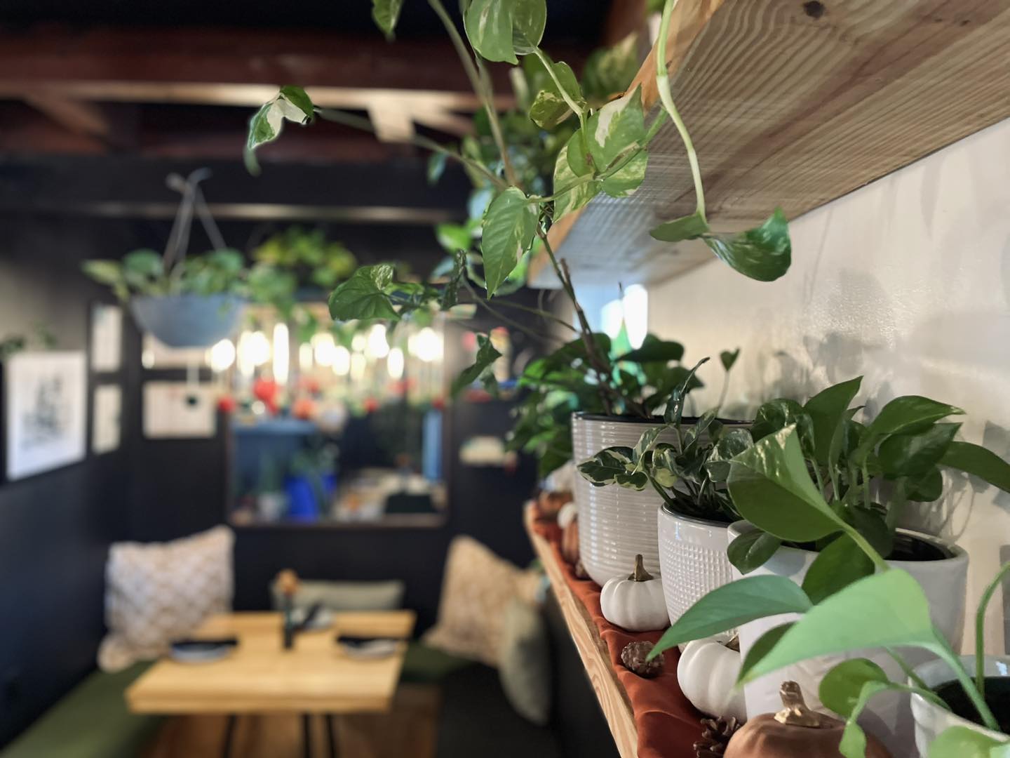 Ivy and Ale Fort Walton Beach